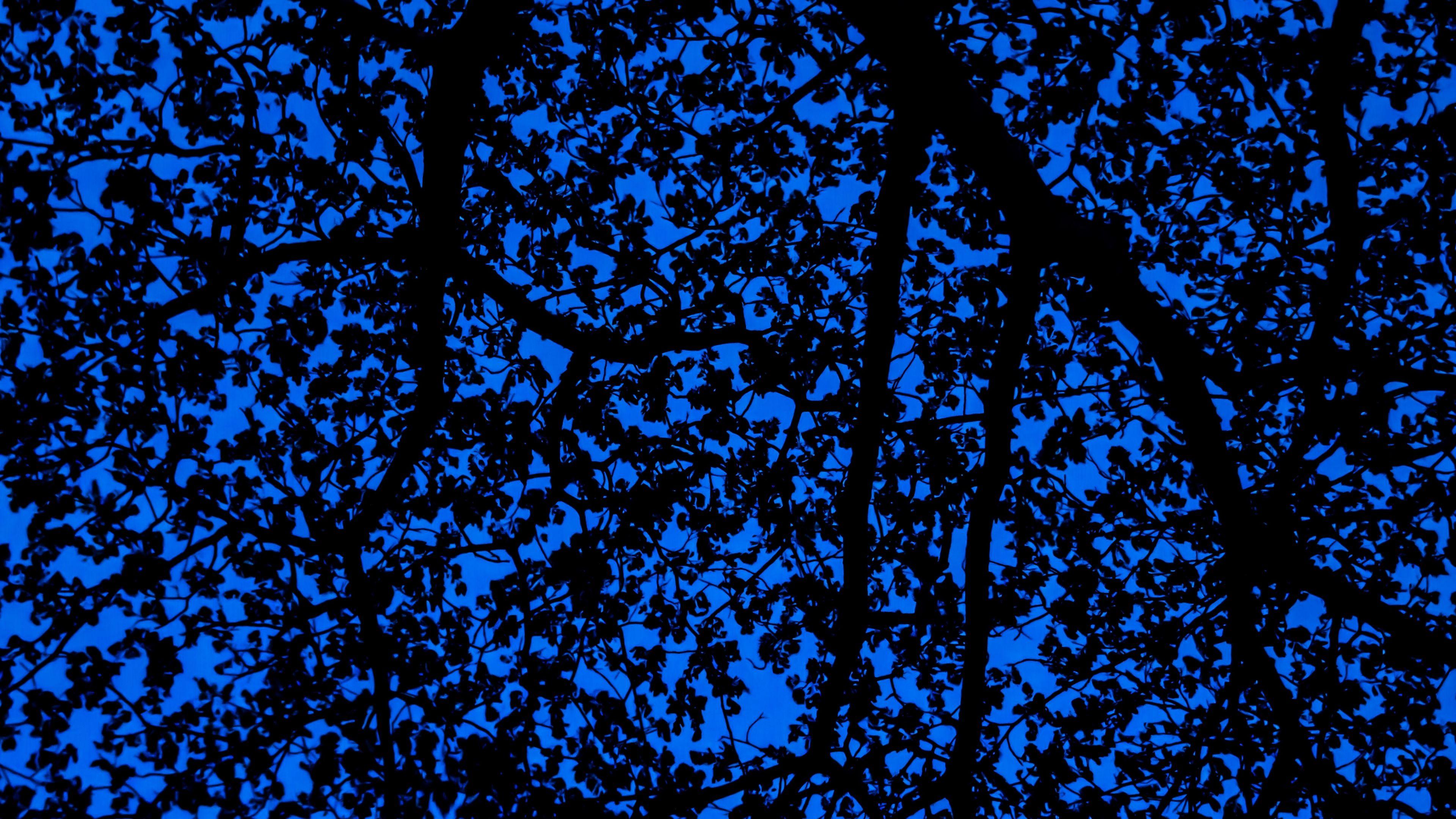 3840x2160 Download wallpaper 3840x2160 branches, sky, dark, tree