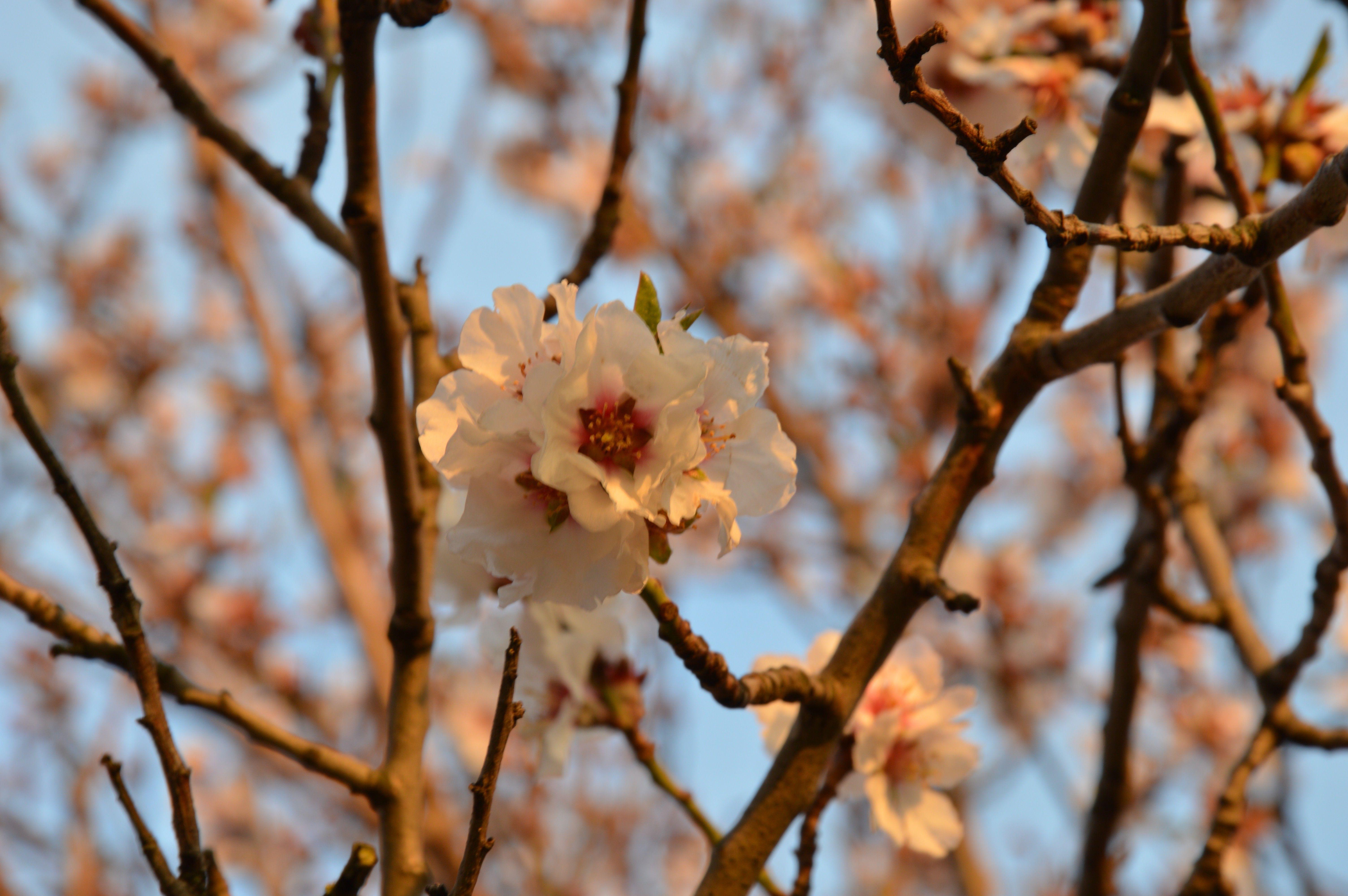 Chinese Cherry Blossom Wallpapers - Top Free Chinese Cherry Blossom Backgrounds - WallpaperAccess