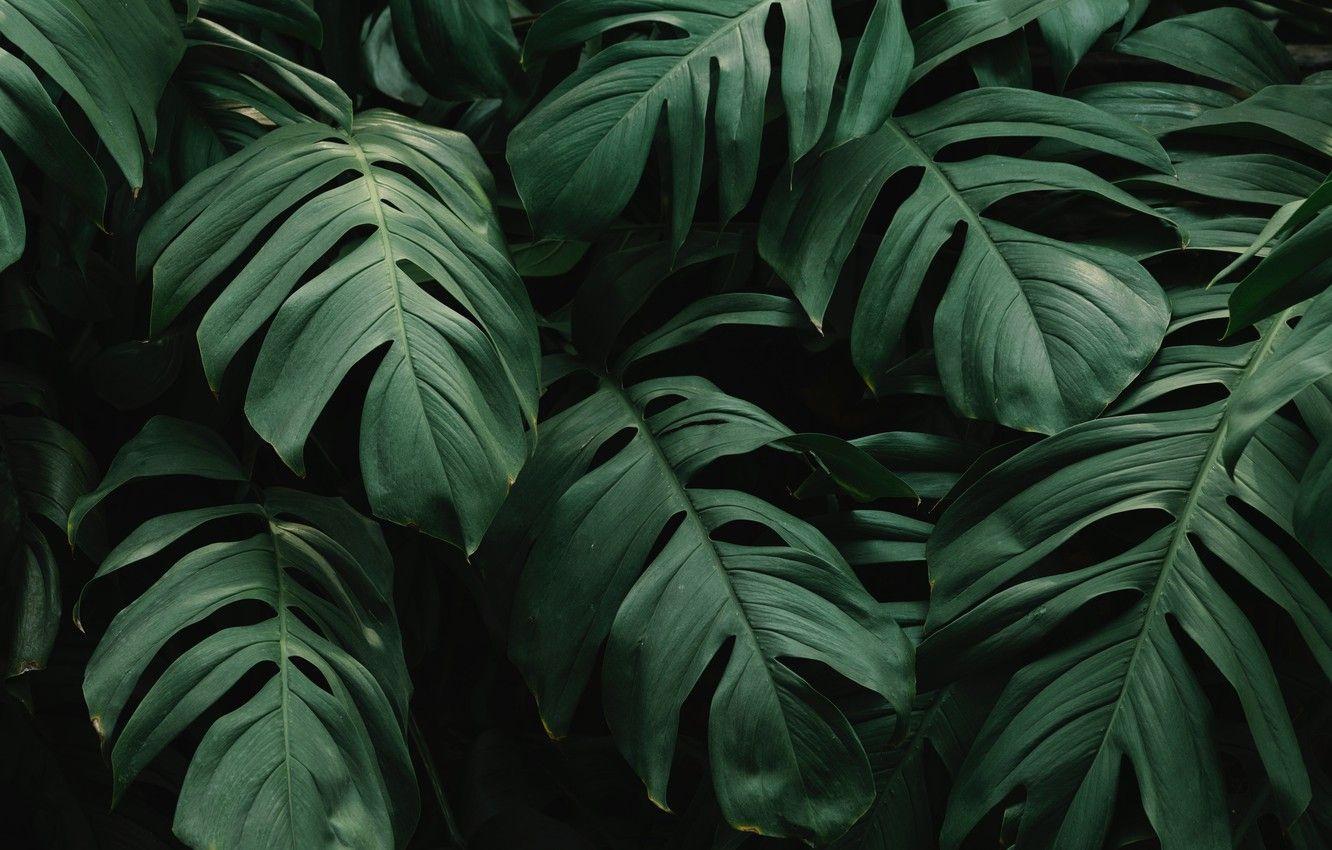Download free monstera background desktop for plant lovers