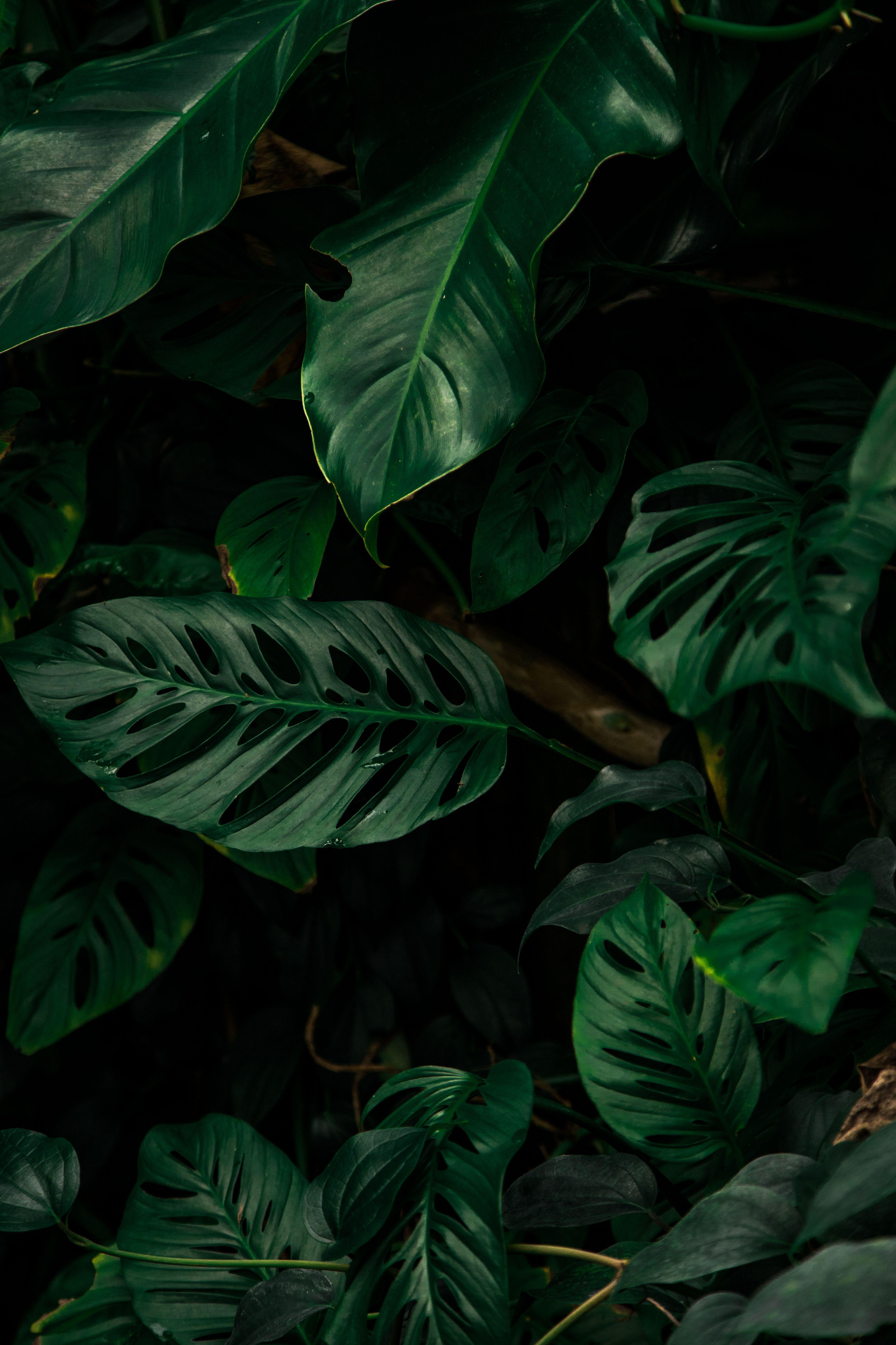 Monstera Wallpapers - Top Free Monstera Backgrounds - WallpaperAccess