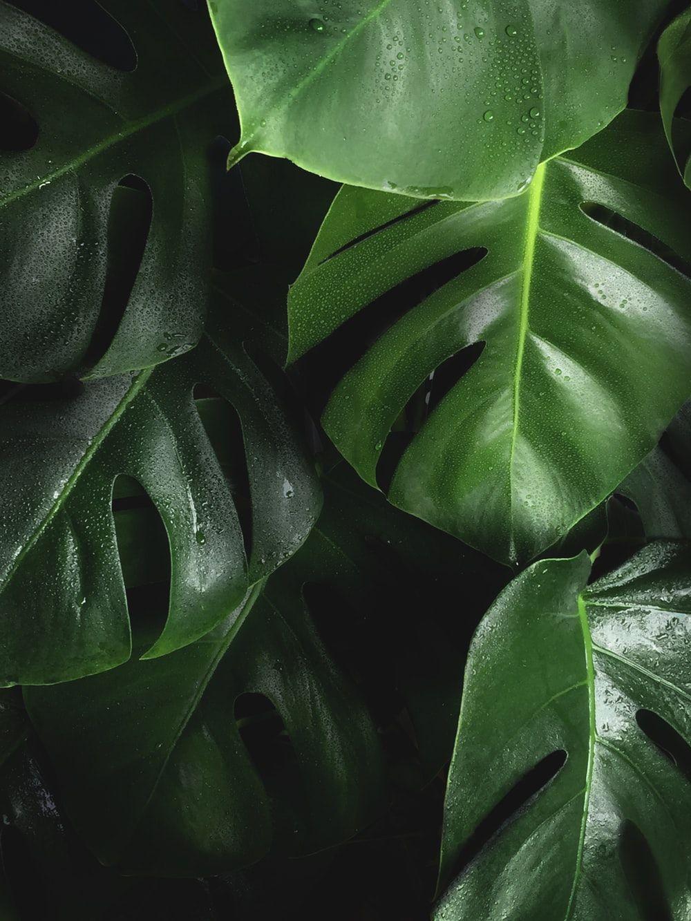 Monstera Wallpapers - Top Free Monstera Backgrounds - WallpaperAccess