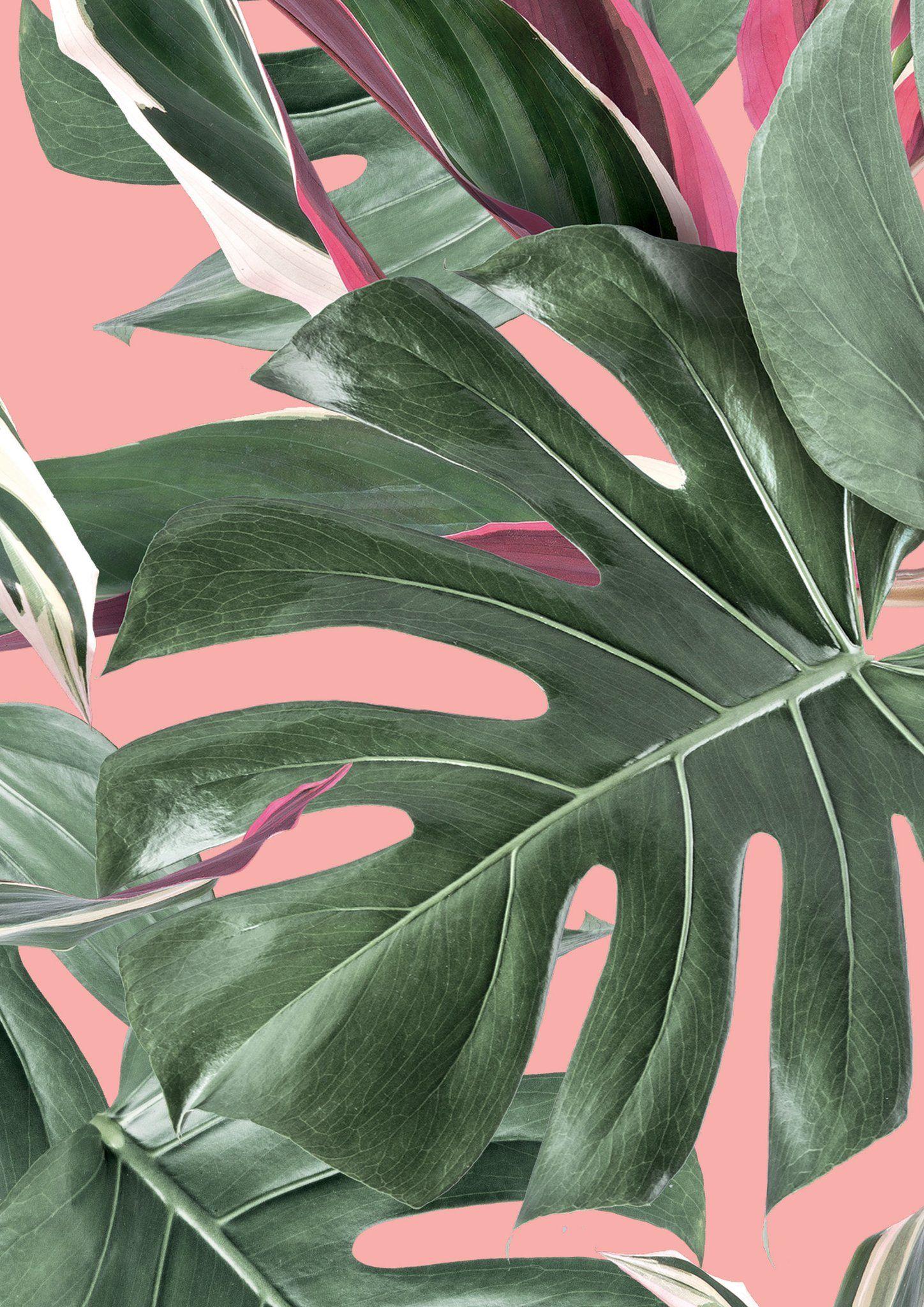 Monstera Wallpapers - Top Free Monstera Backgrounds - WallpaperAccess