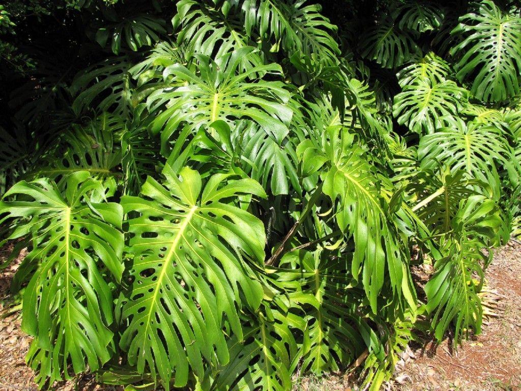 1024x768 Monstera Wallpaper High Quality