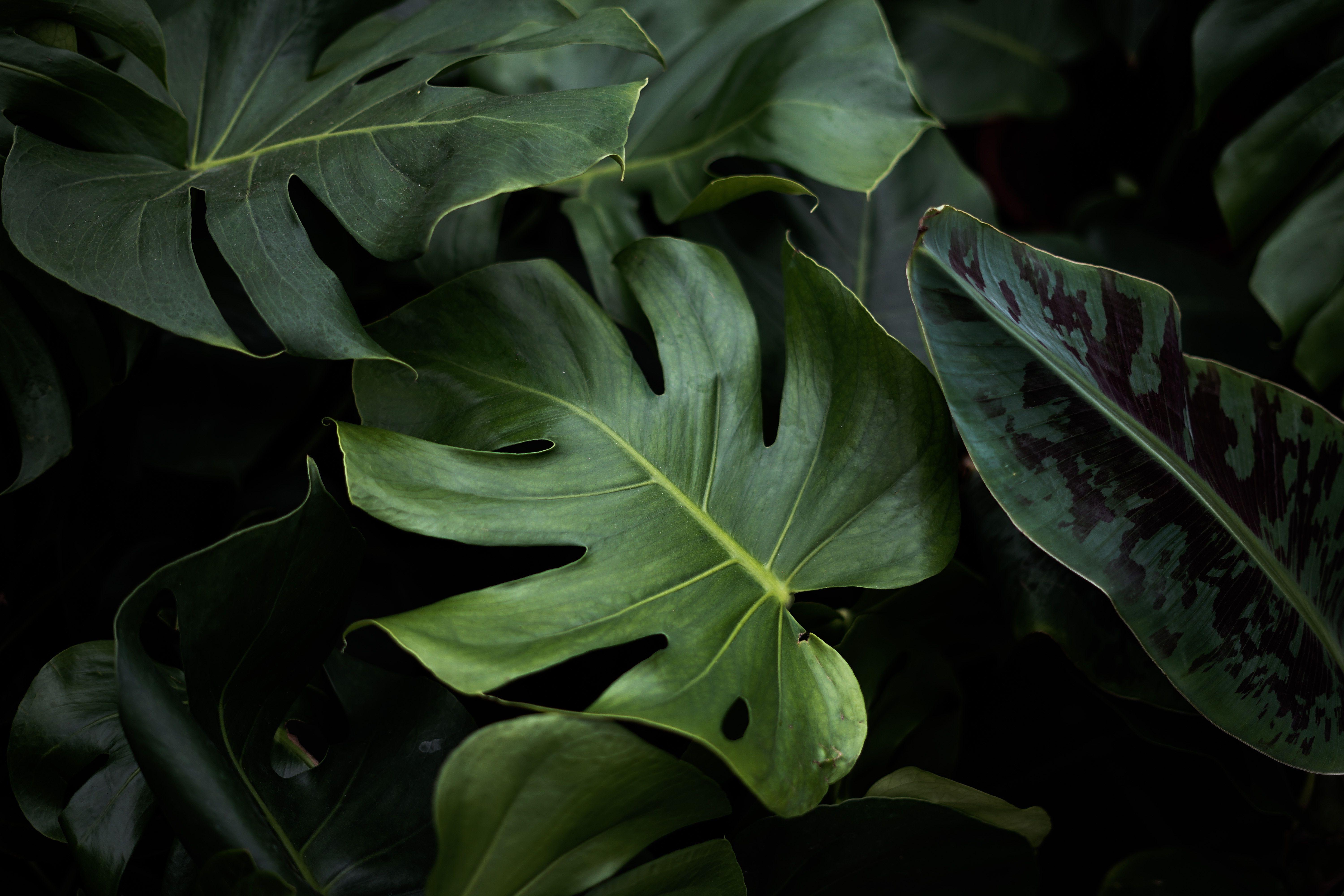 Monstera Wallpapers - Top Free Monstera Backgrounds - WallpaperAccess