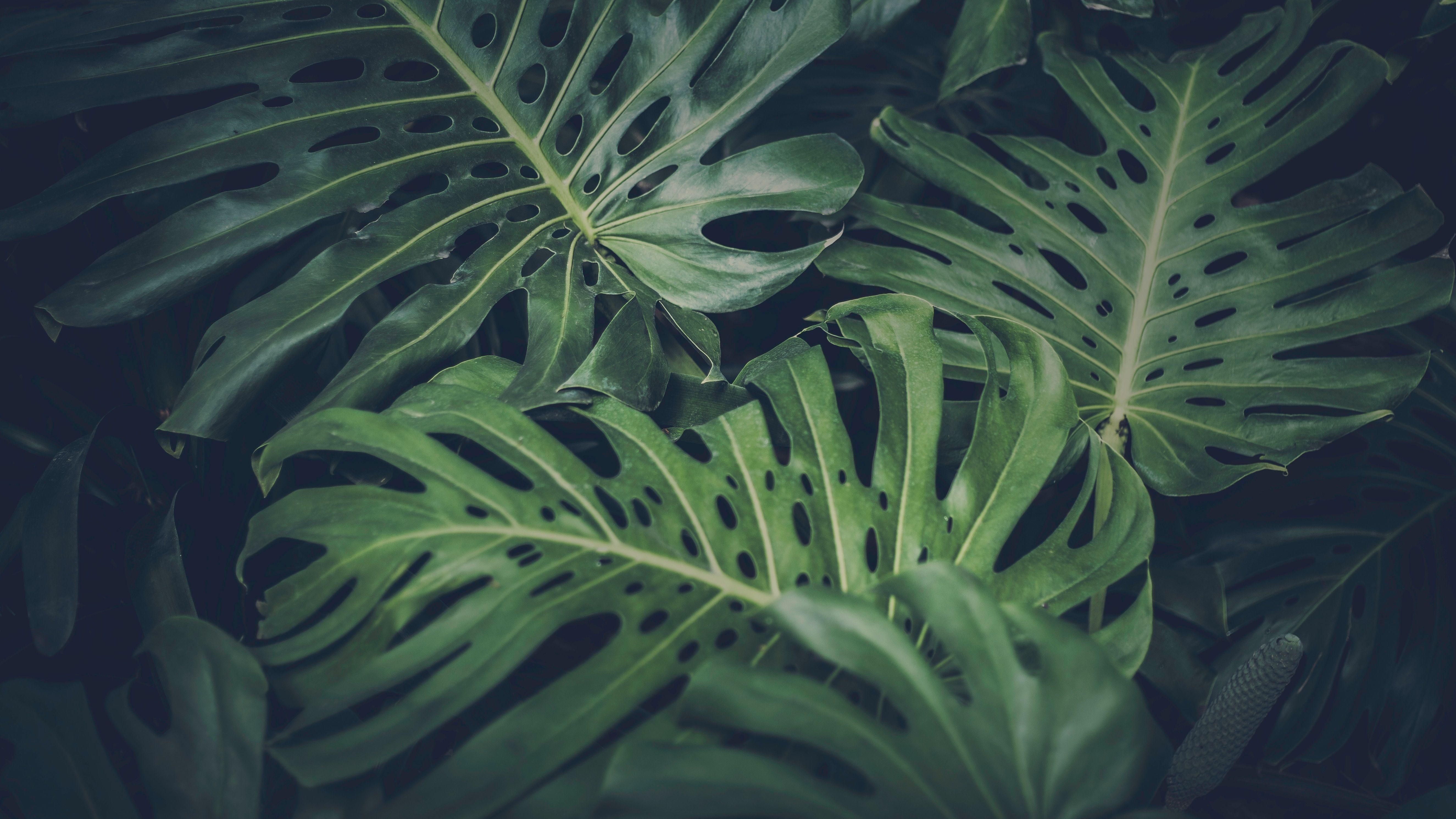 Monstera Leafy Nature Background Wallpaper