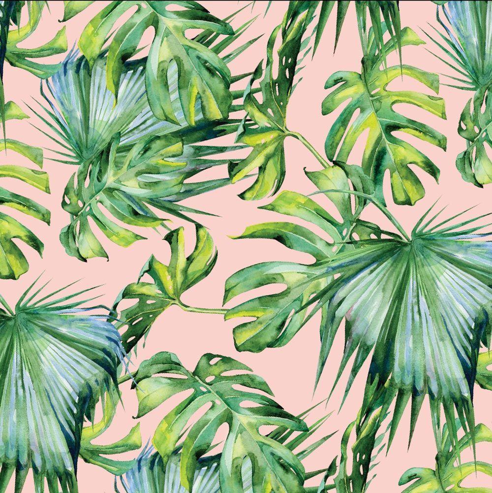 Monstera Wallpapers - Top Free Monstera Backgrounds - WallpaperAccess