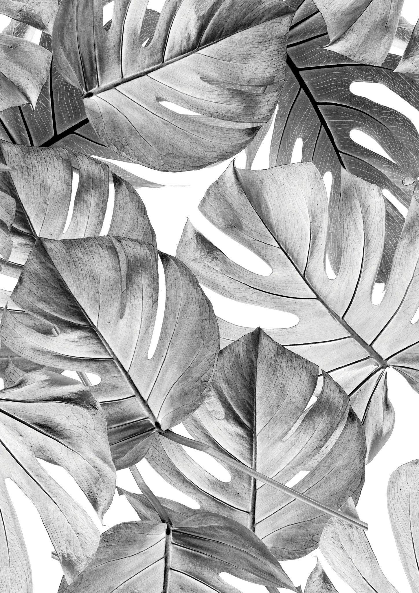 1448x2048 Botanical Wallpaper Monstera Grey