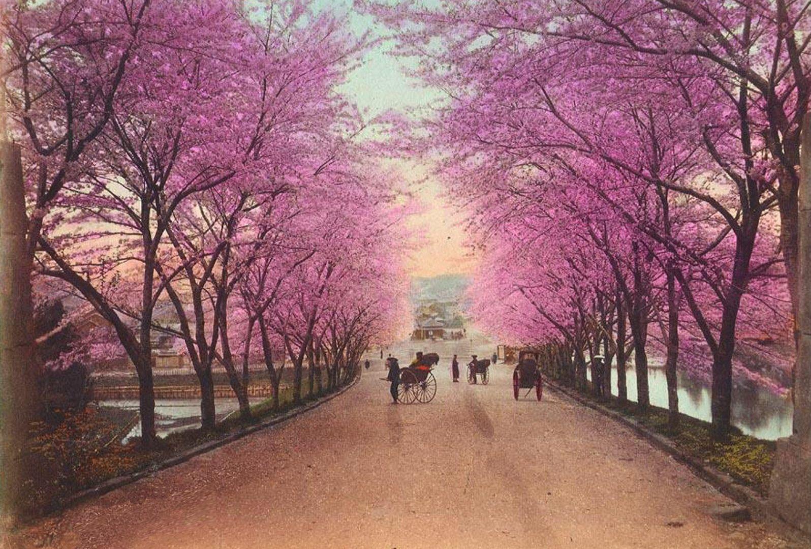 1596x1080 Blooming Tag wallpaper: SAKURA TREES BLOOM Pink Tre Blooms Cherry