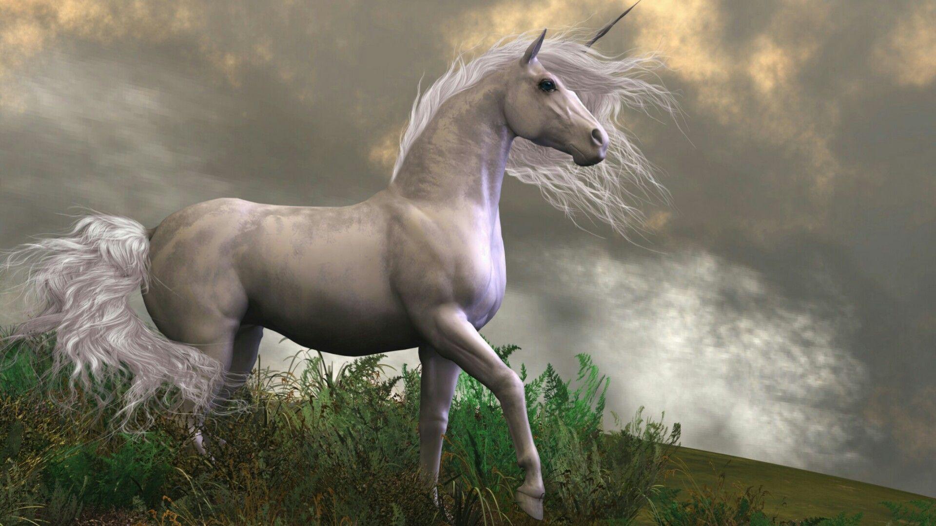  Real  Unicorn  Wallpapers  Top Free Real  Unicorn  