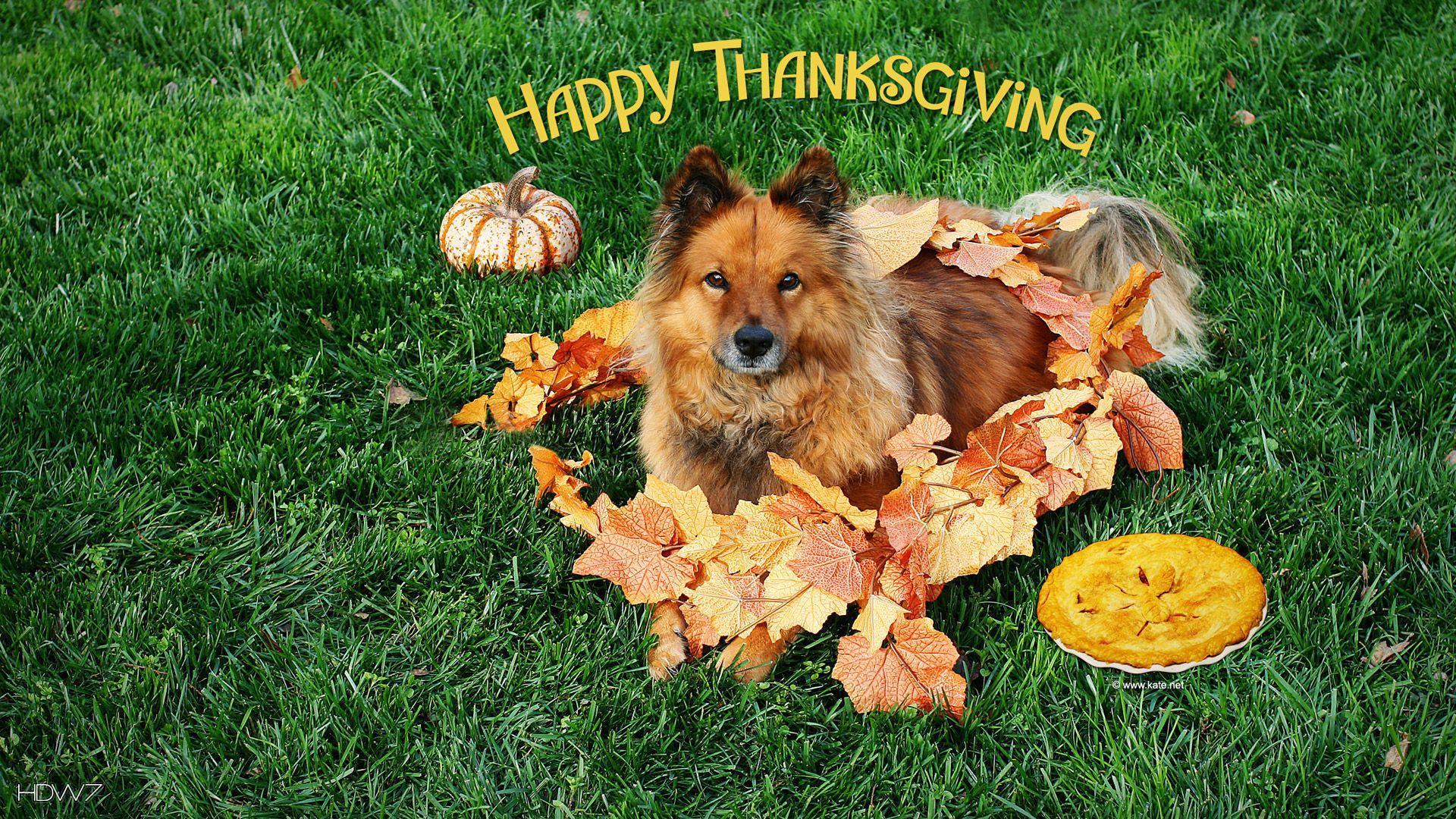 1920x1080 happy thanksgiving dog animal grass leaves pumpkin pie
