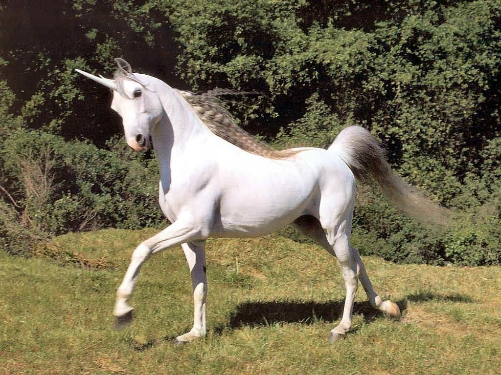 1024x768 Sirona Says How social recruiting can help you recruit the 'unicorn