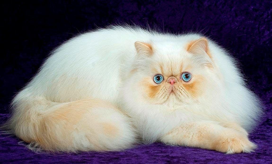 1150x695 Persian Wallpaper