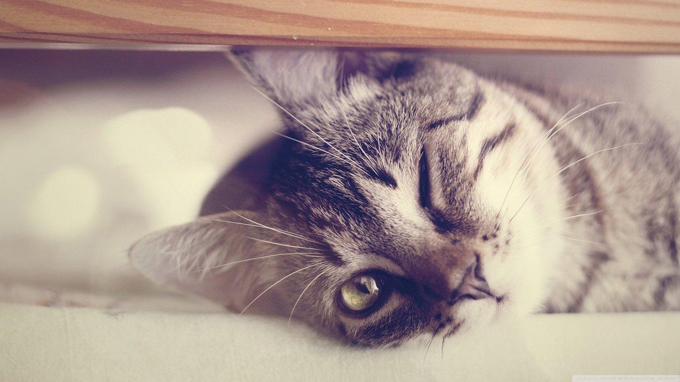 1366x768 Cat wallpaper 1366x768 (laptop) desktop background