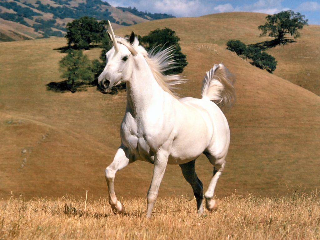 1024x768 Jerry's Unicorns Wallpaper Page Four