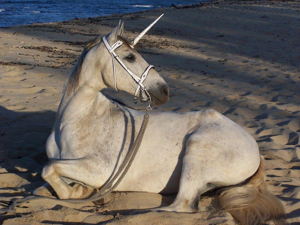 1024x768 UNICORN; Scotland's National Animal