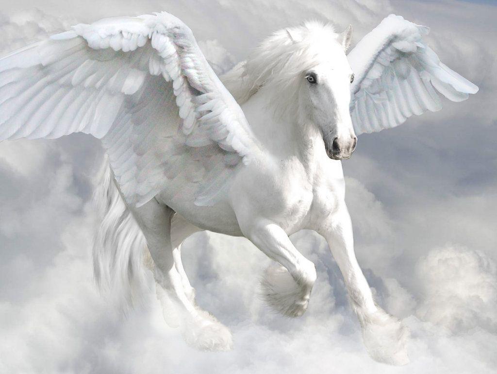 1024x770 Now Picture Of A Pegasus Image HD Wallpaper And Background Photo