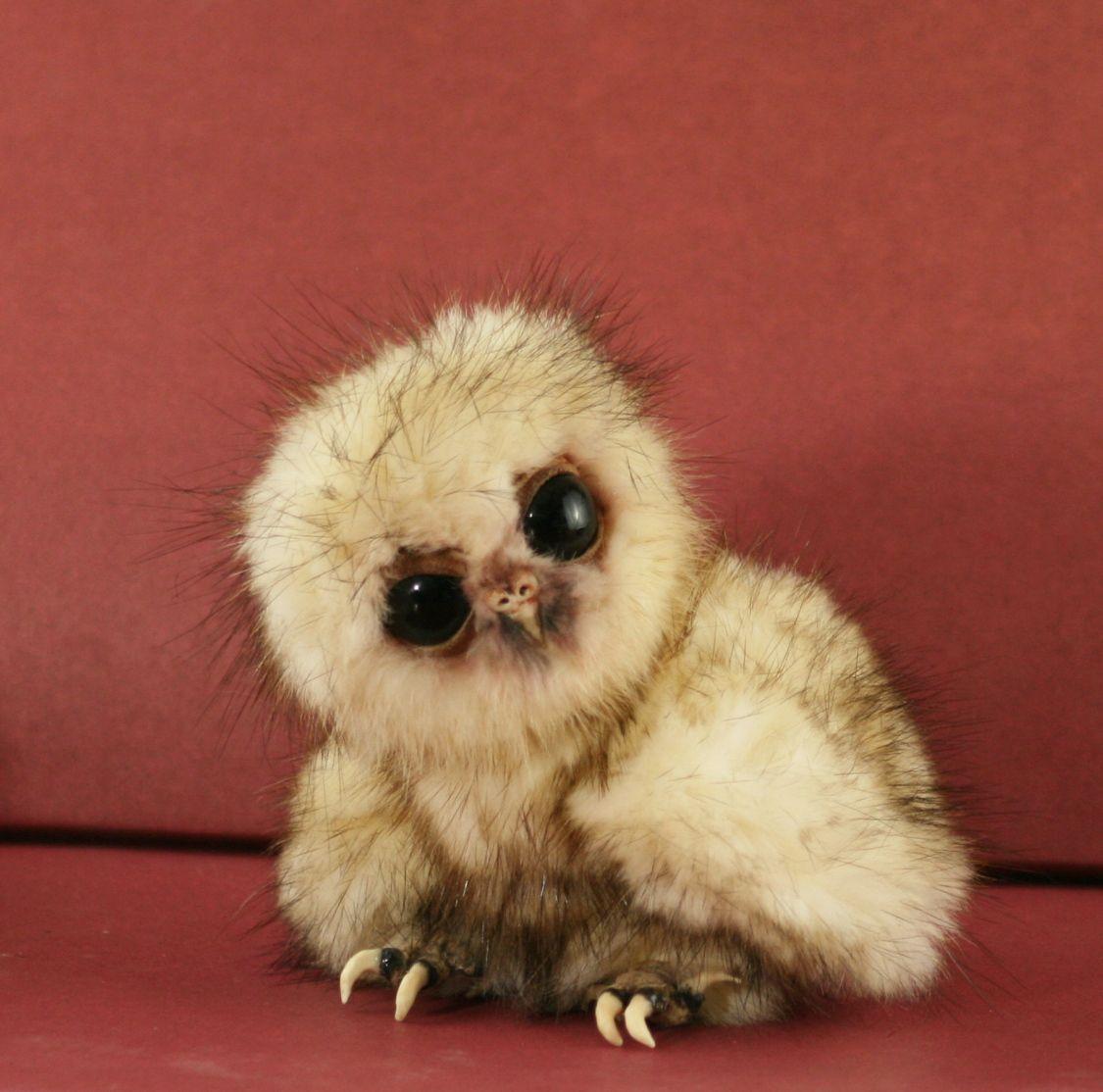 Baby Owl Wallpapers - Top Free Baby Owl Backgrounds - WallpaperAccess