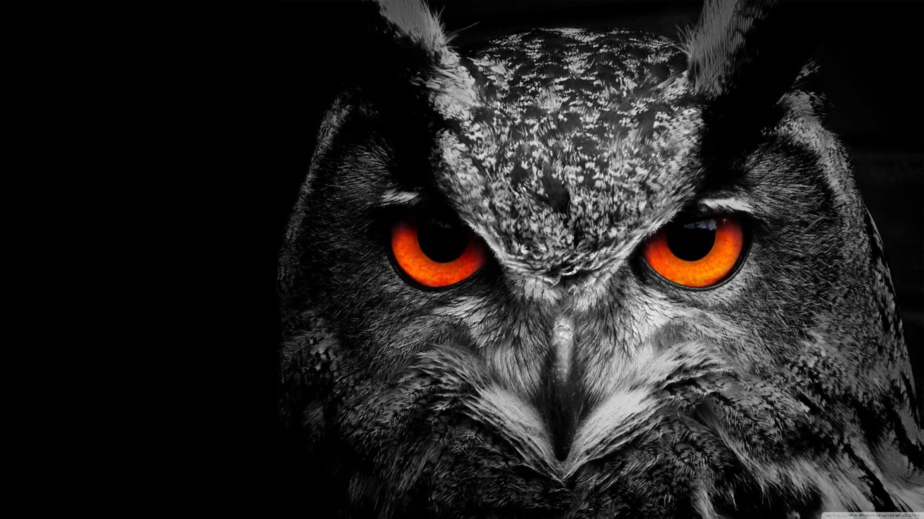 Owl Laptop Wallpapers Top Free Owl Laptop Backgrounds WallpaperAccess