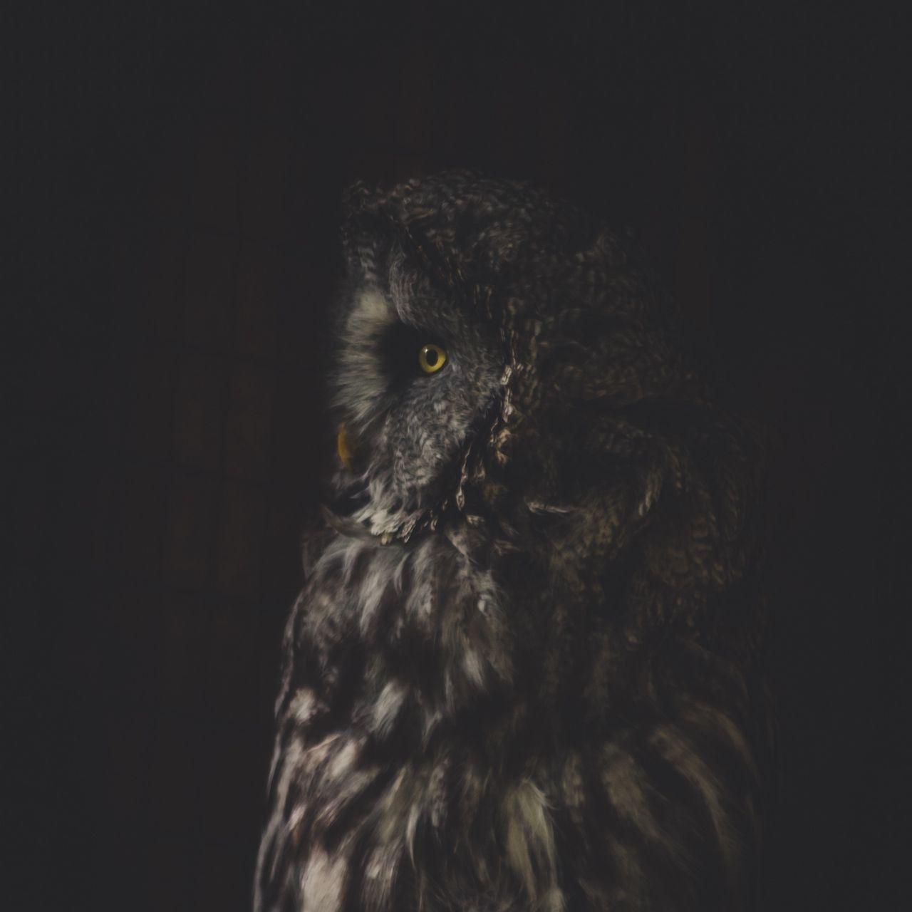 OWL Wallpaper HD APK for Android Download