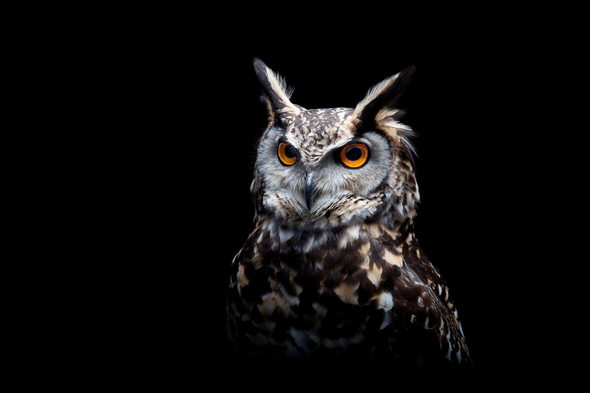 Yellow Eyes White Black Owl In Green Background HD Owl Wallpapers | HD  Wallpapers | ID #91132