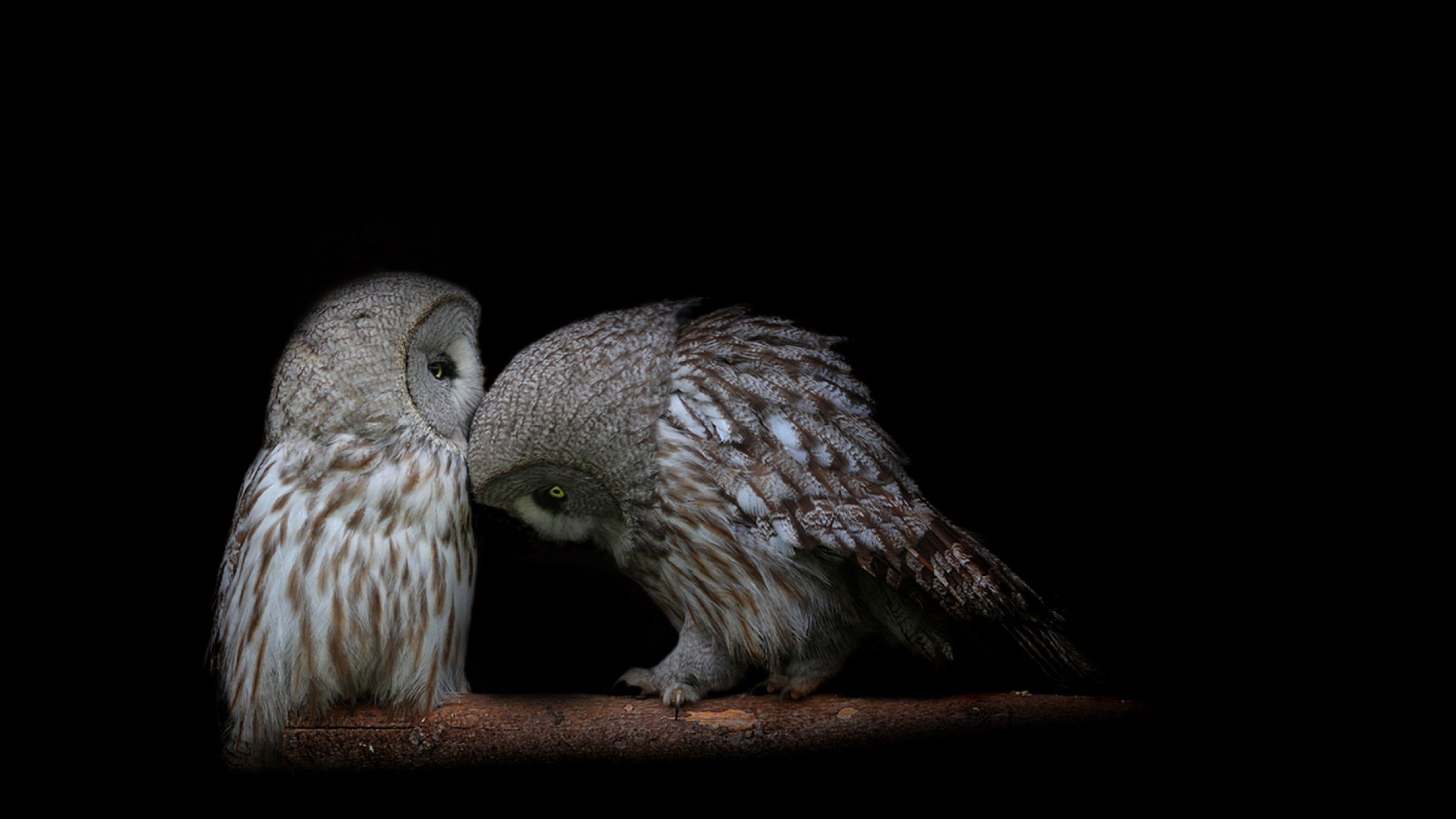 3840x2160 Owl Summer Wallpaper