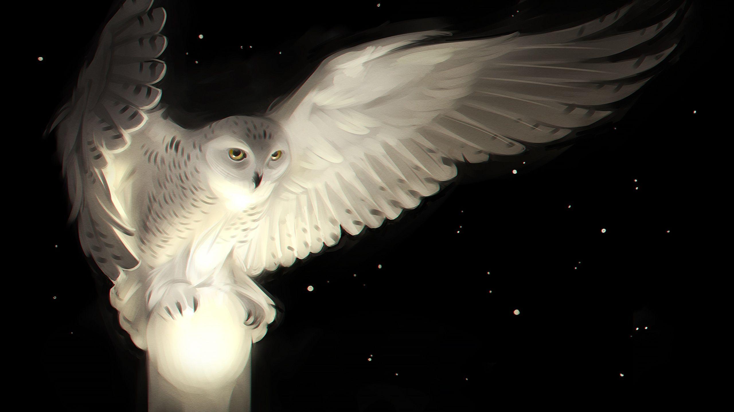 2560x1440 Image Owls Wings White Animals Black background 2560x1440