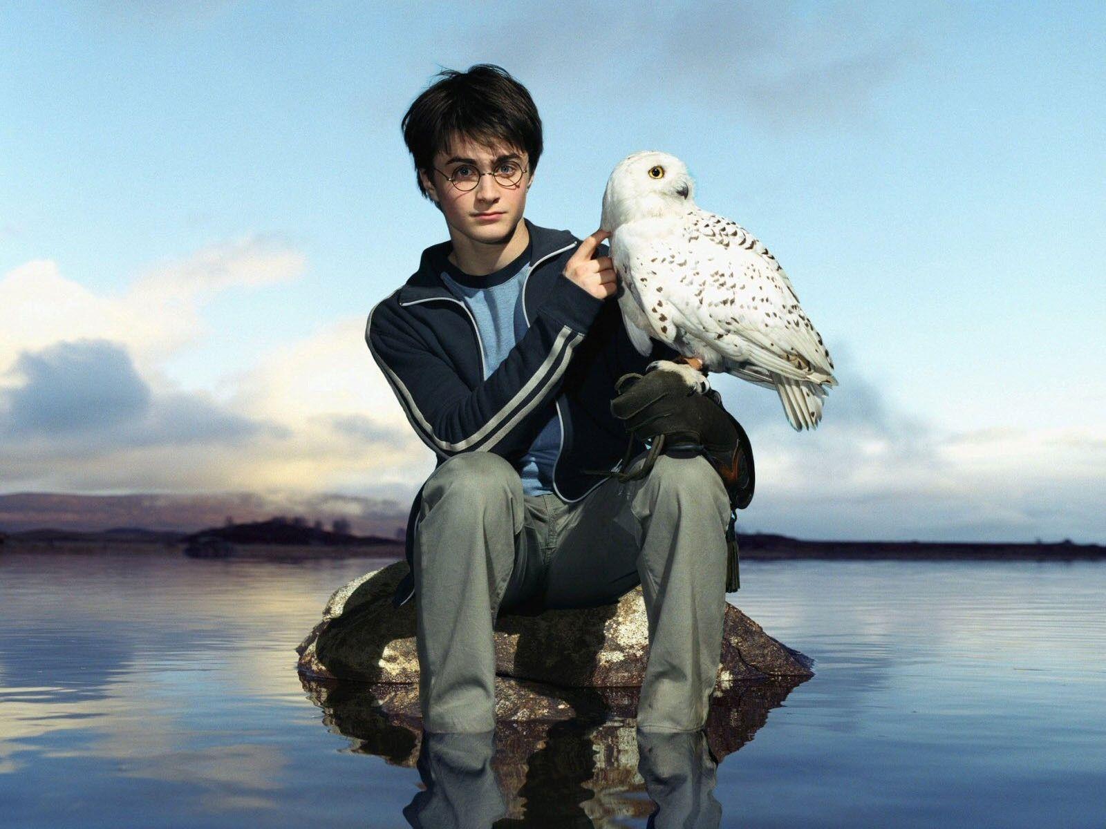 1600x1200 water movies harry potter owls daniel radcliffe hedwig