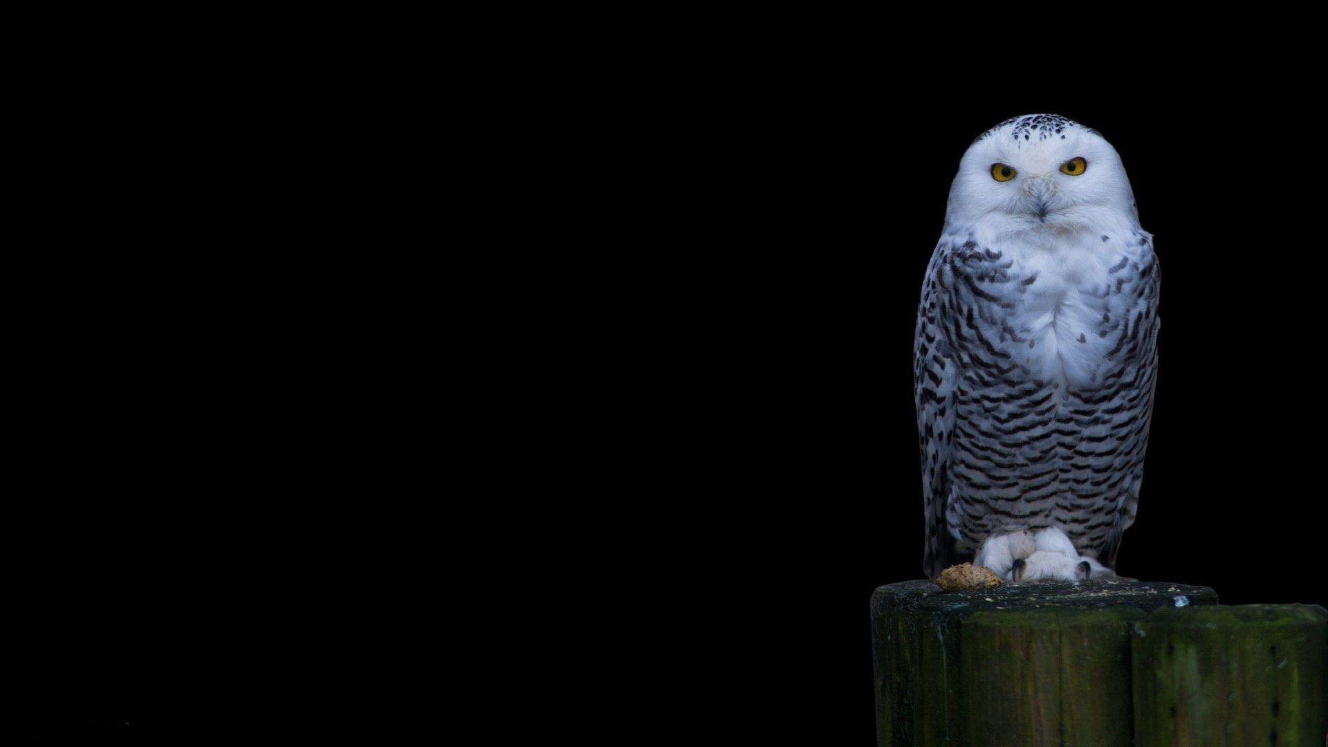 1920x1080 Moon And Owl Background 1920x1080
