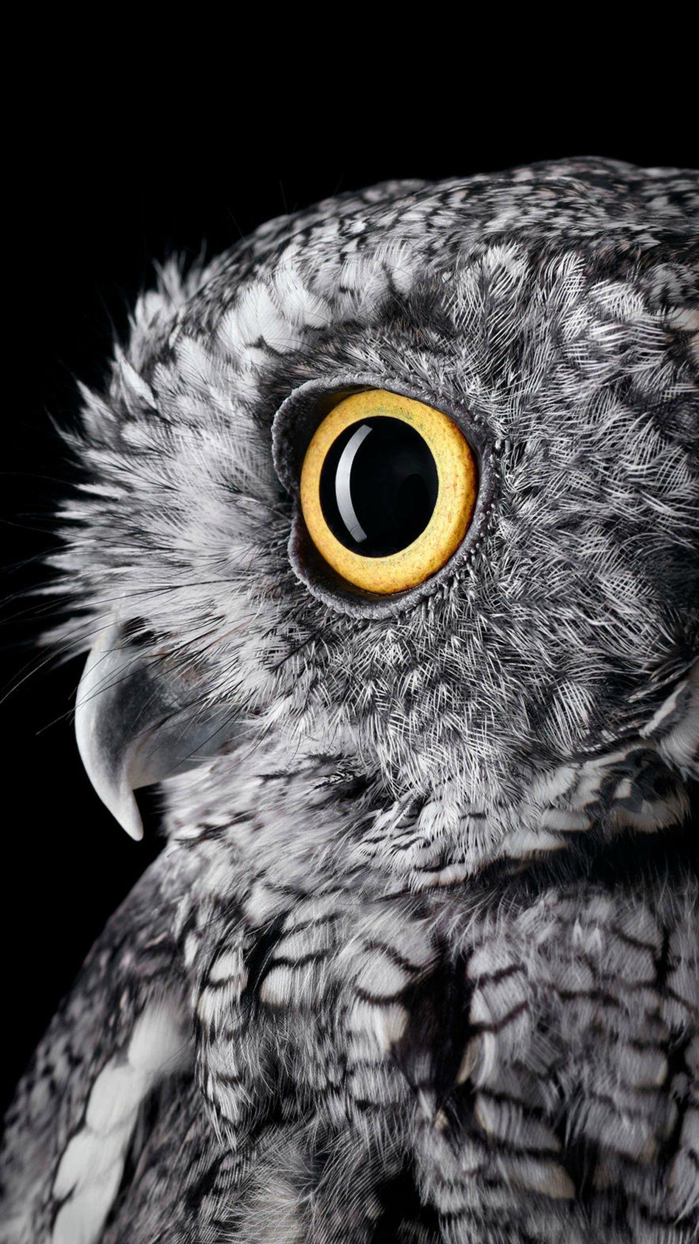 Black Owl Wallpapers - Top Free Black Owl Backgrounds - WallpaperAccess
