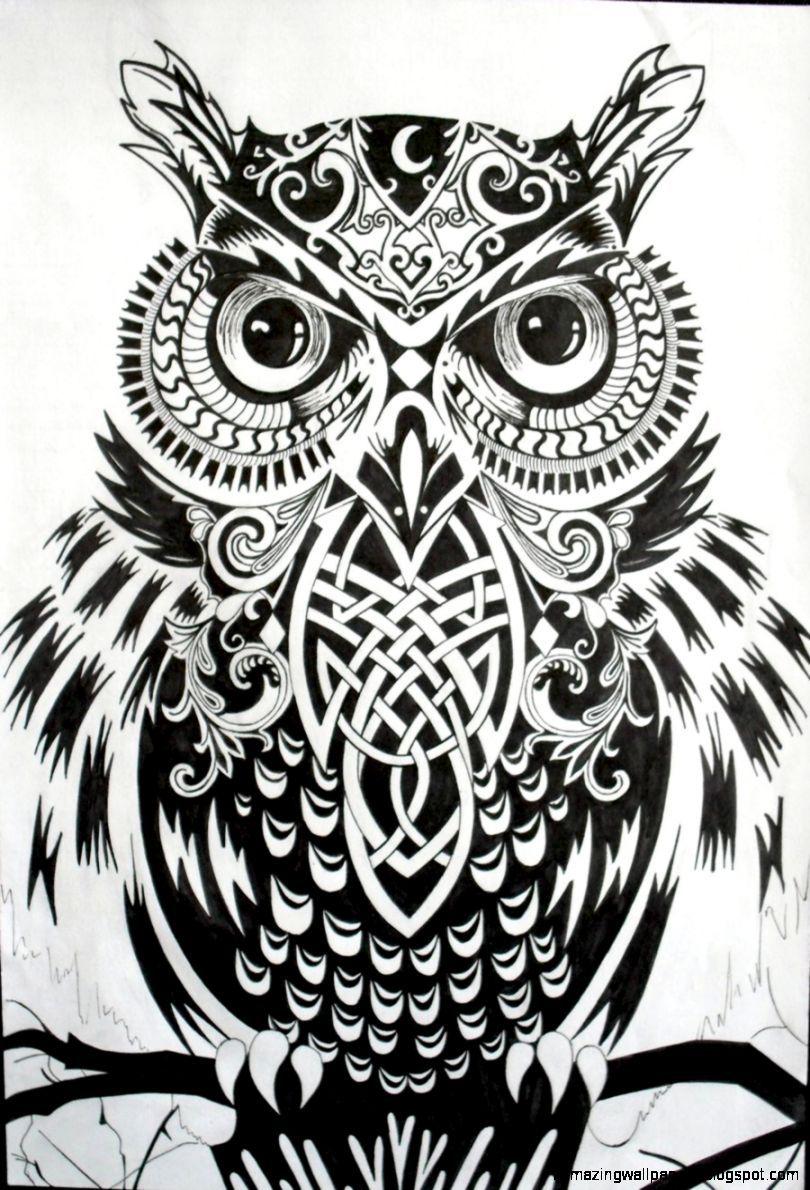 810x1190 Owl Drawing Wallpaper