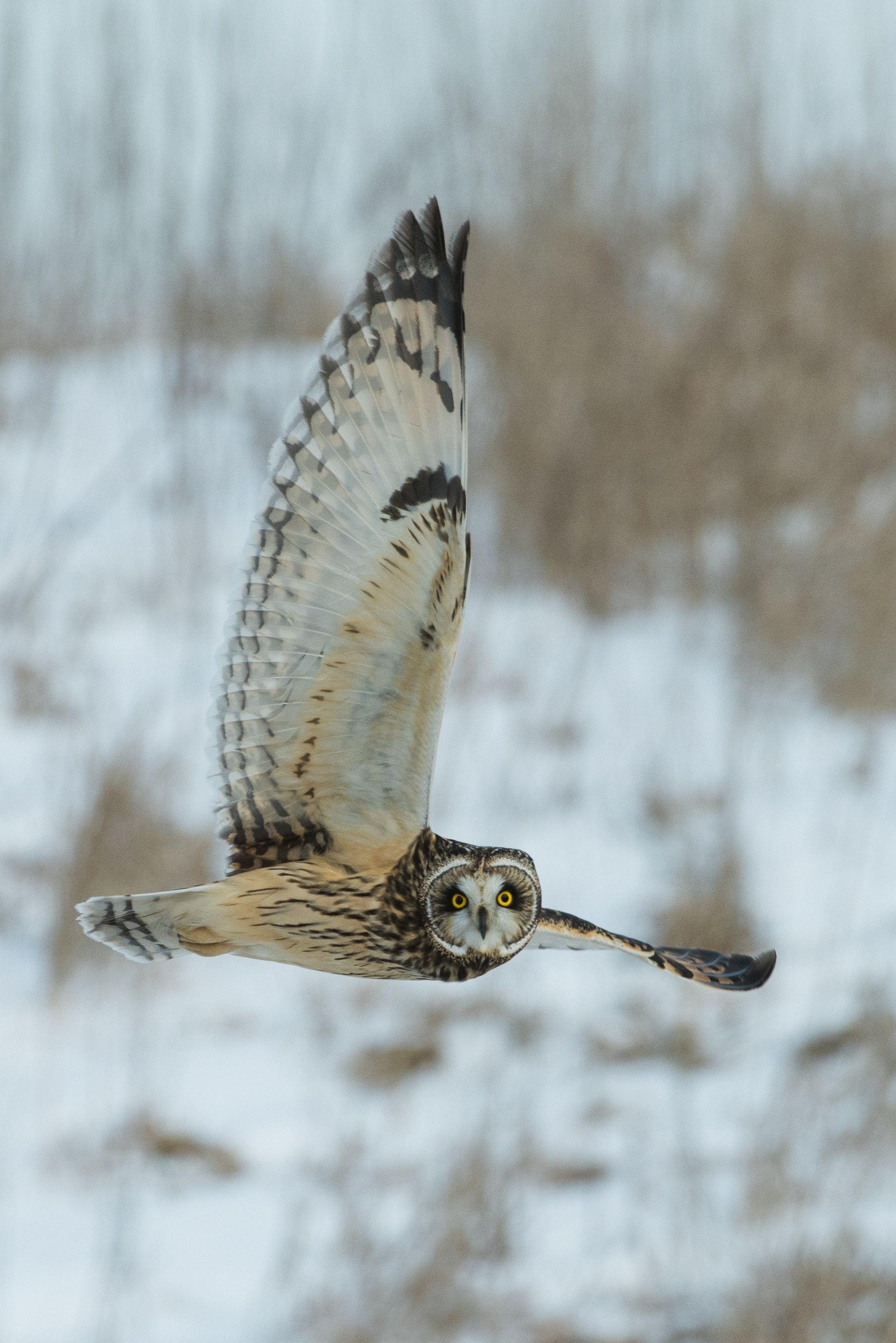 2055x3079 Grey Owl in the Snow