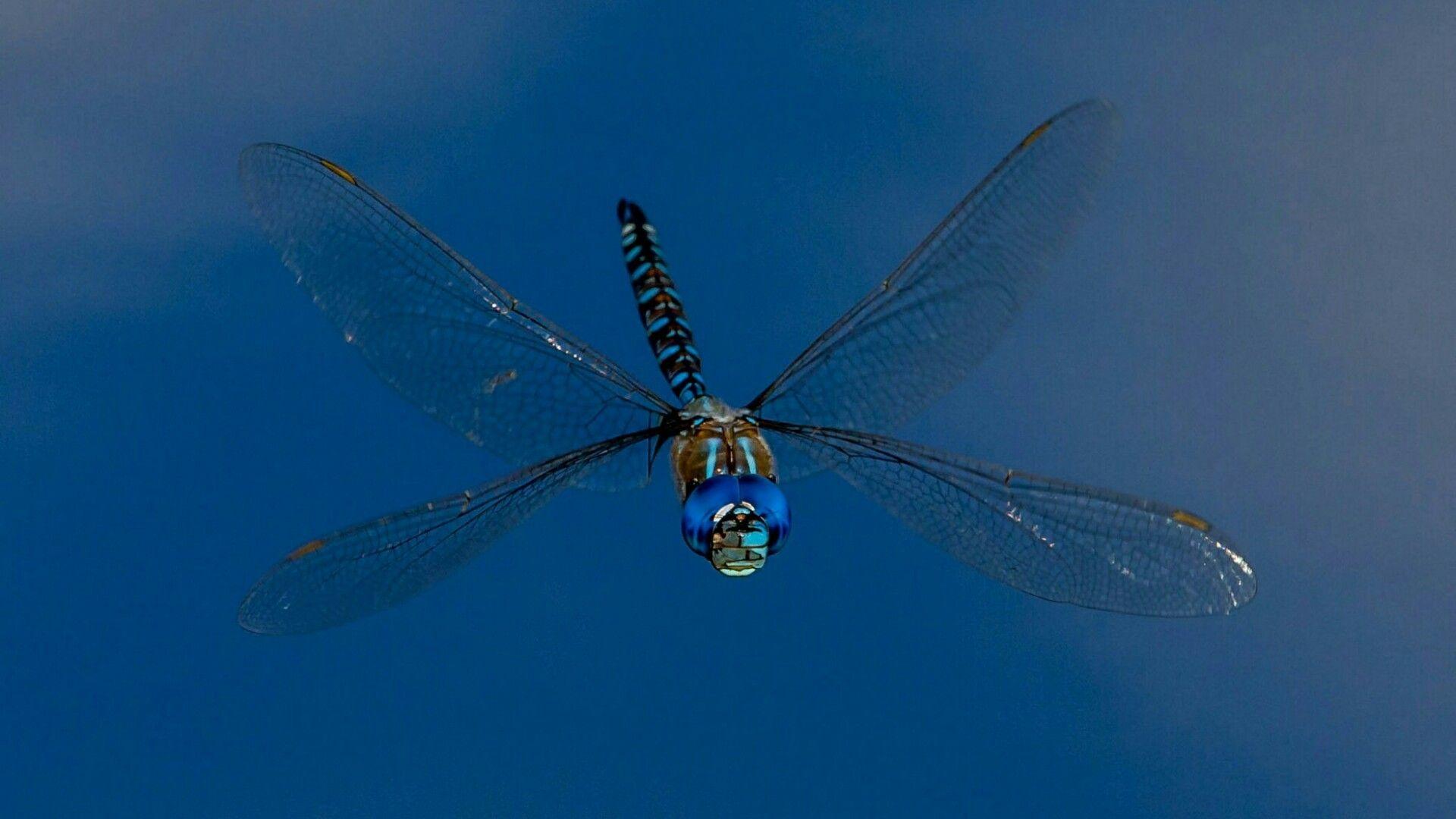 Dragonfly Blue Adorable Insect HD phone wallpaper  Pxfuel