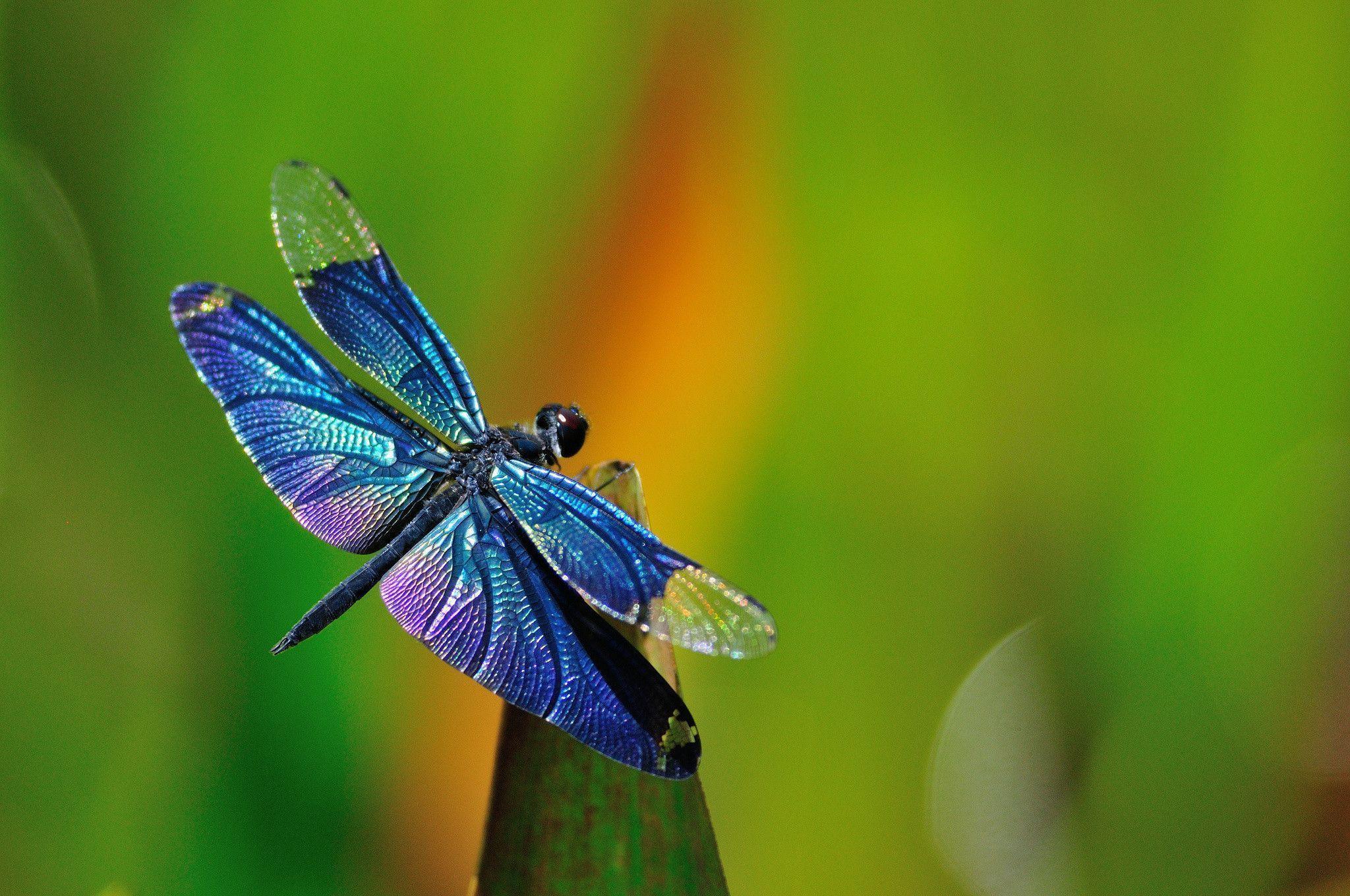 Dragonfly Wallpapers - Top Free Dragonfly Backgrounds - Wallpaperaccess