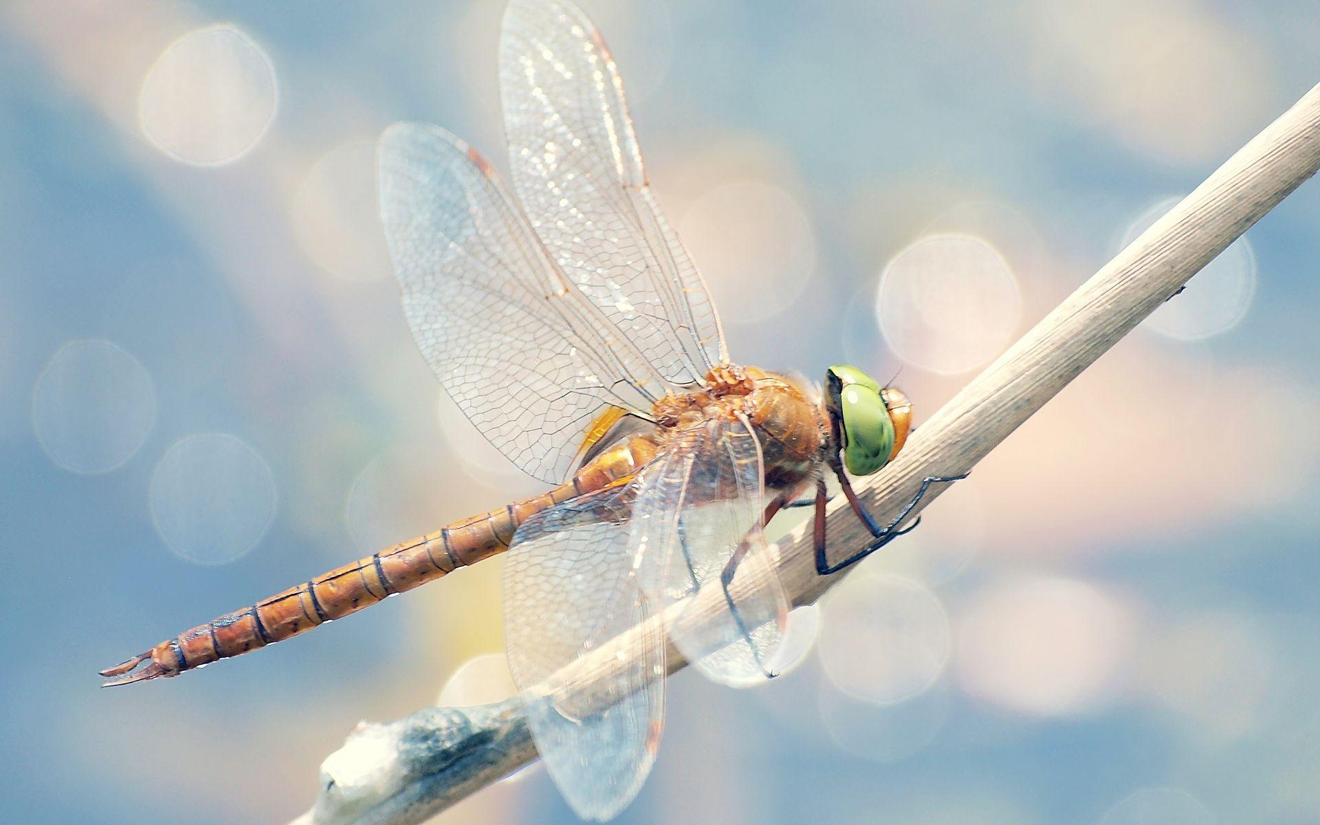 Dragonfly Wallpapers  Top Free Dragonfly Backgrounds  WallpaperAccess