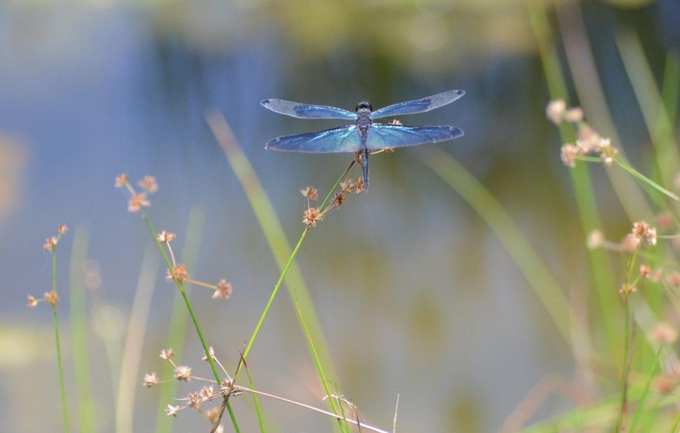 Dragonflies Feature Wallpaper  Bonnie  Bold Wallpaper