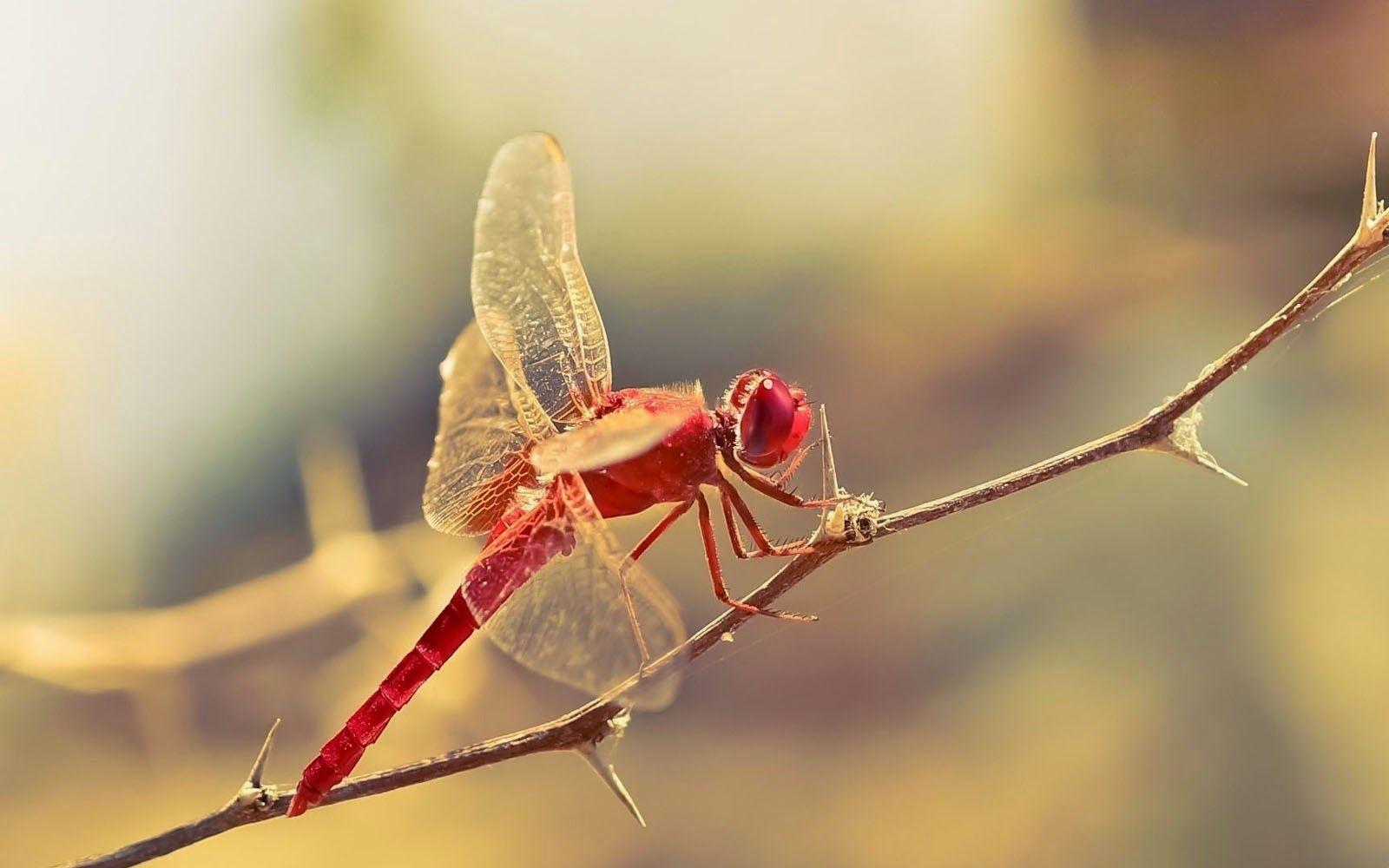 Dragonfly Wallpapers - Top Free Dragonfly Backgrounds - WallpaperAccess