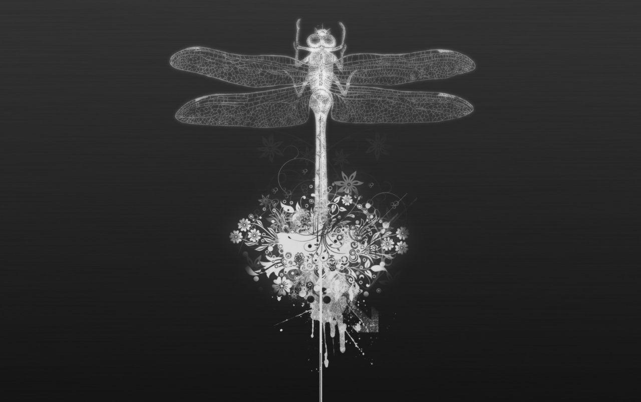 1280x804 White dragonfly wallpaper. White dragonfly