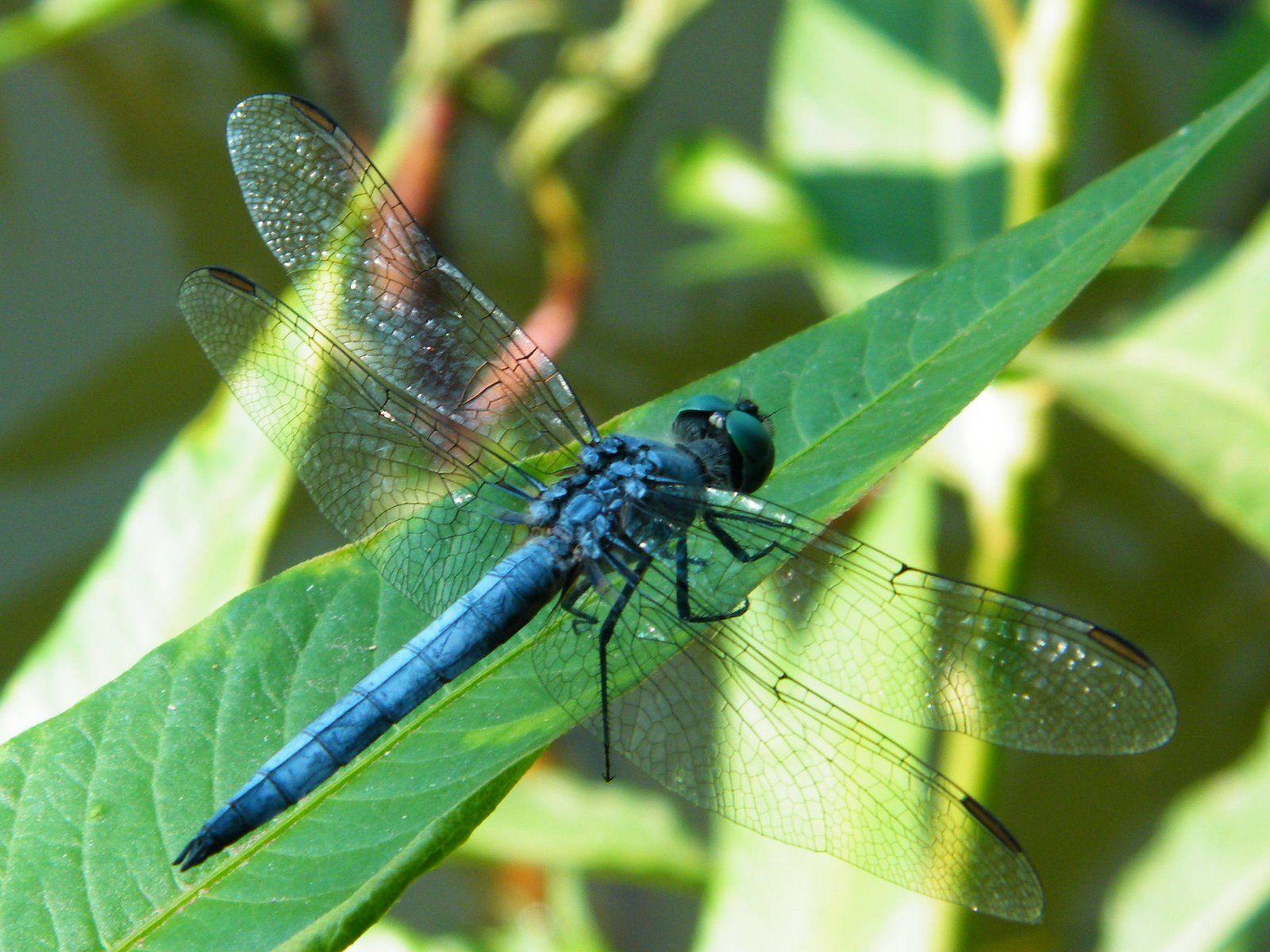 1600x1200 Blue Green Dragonfly Wallpaper 2 Action Trust