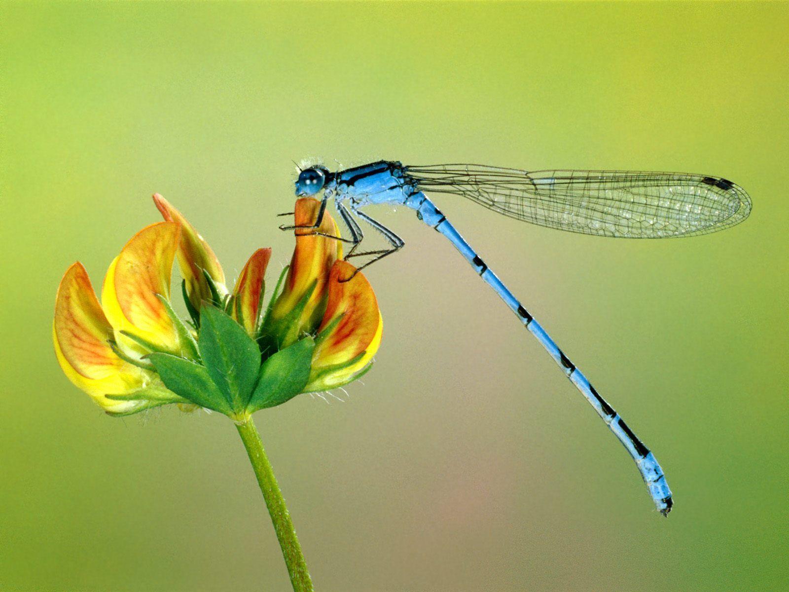 1600x1200 Free Dragonfly Wallpaper