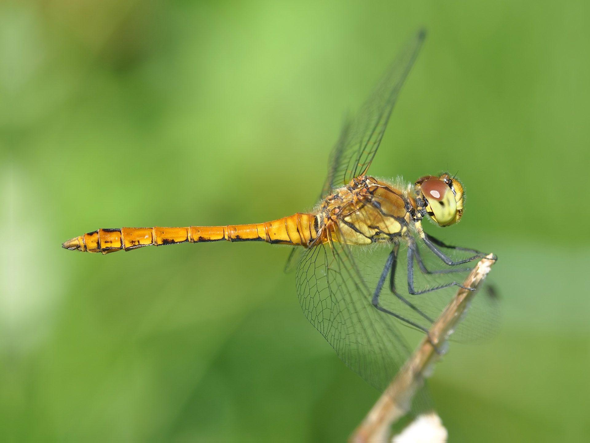 1920x1440 Dragonfly Wallpaper