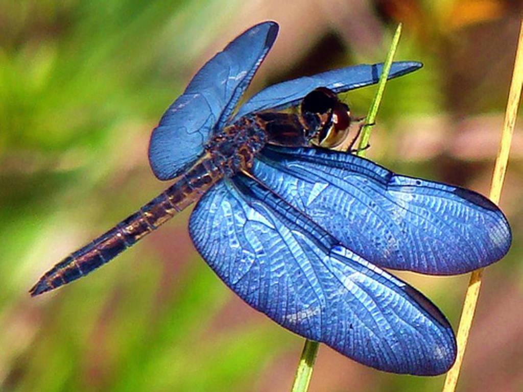 1024x768 Dragonfly wallpaperx768