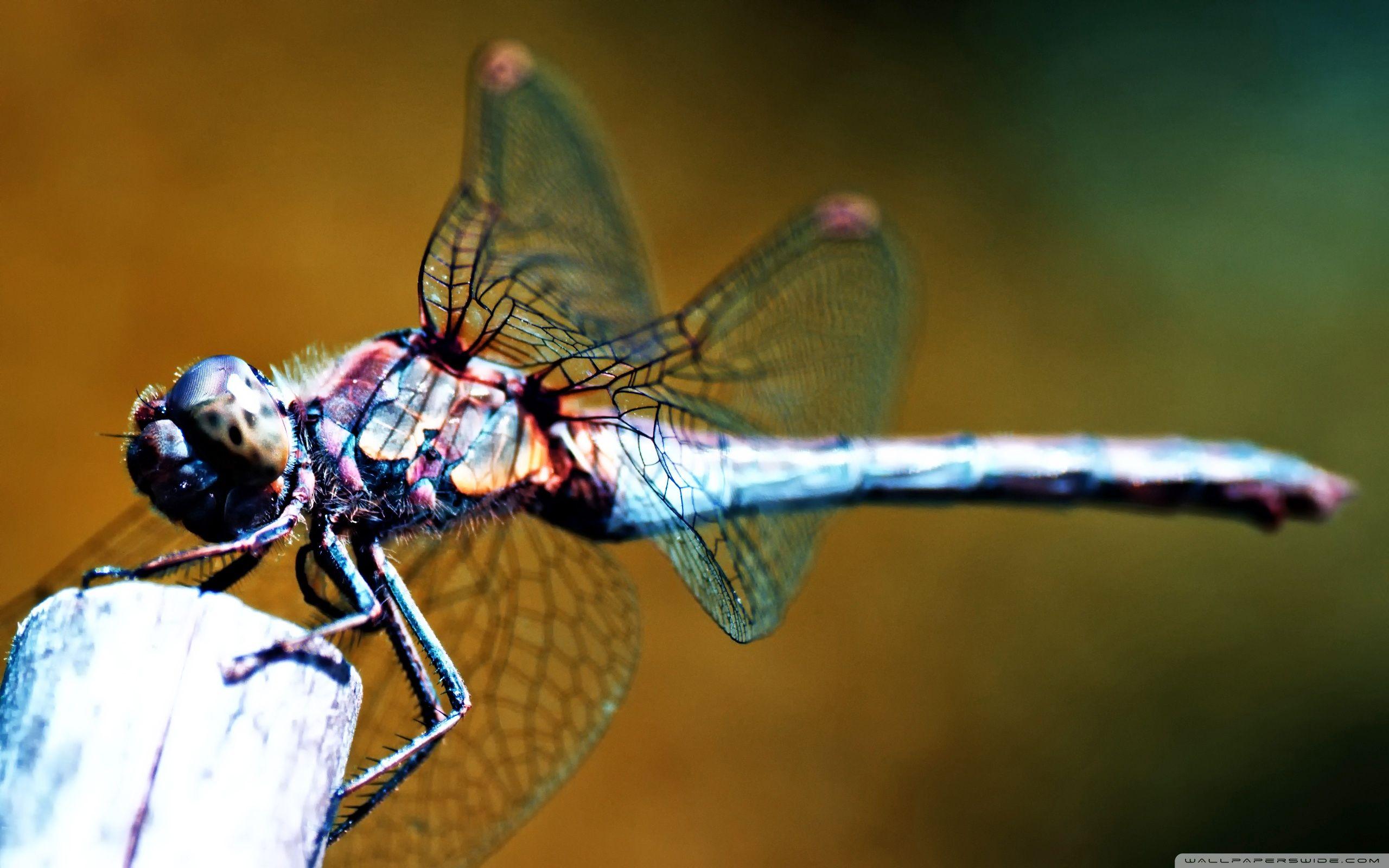 Dragonfly HD Wallpapers - Top Free Dragonfly HD Backgrounds -  WallpaperAccess