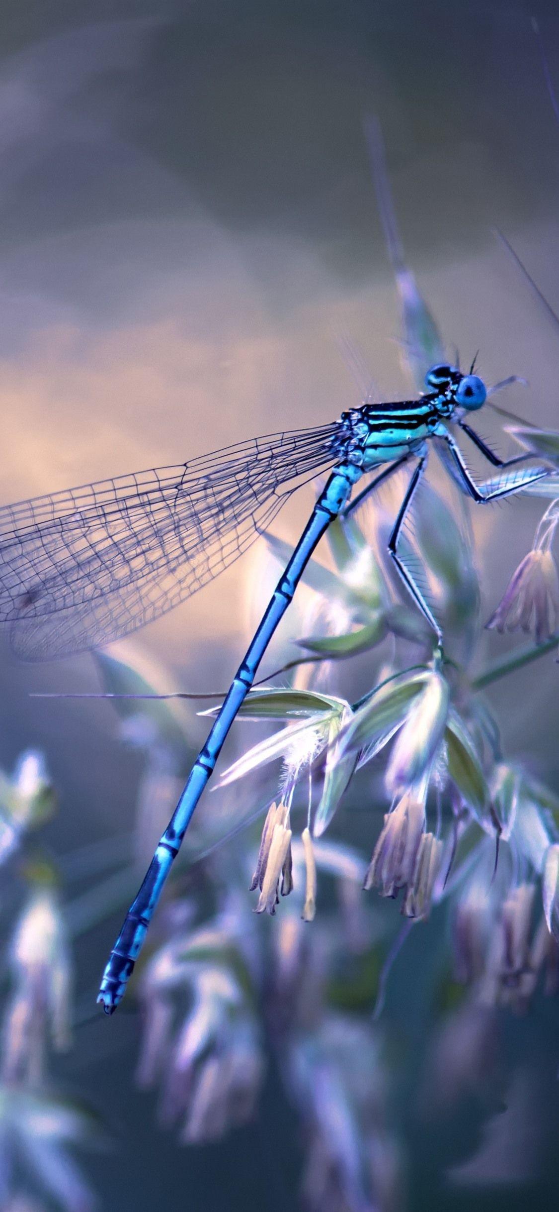 Dragonfly Wallpapers - Top Free Dragonfly Backgrounds - WallpaperAccess