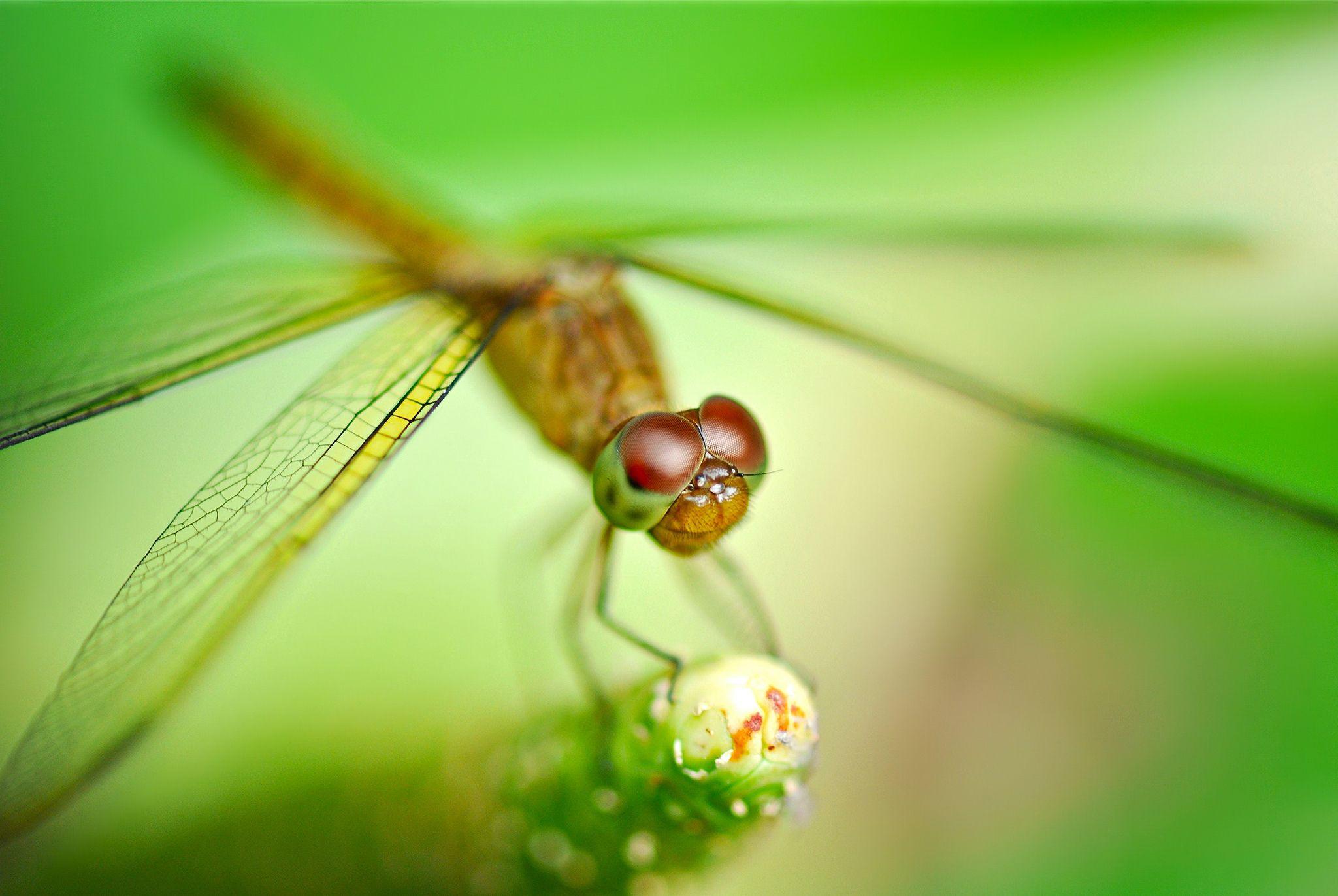 Dragonfly Wallpapers - Top Free Dragonfly Backgrounds - WallpaperAccess