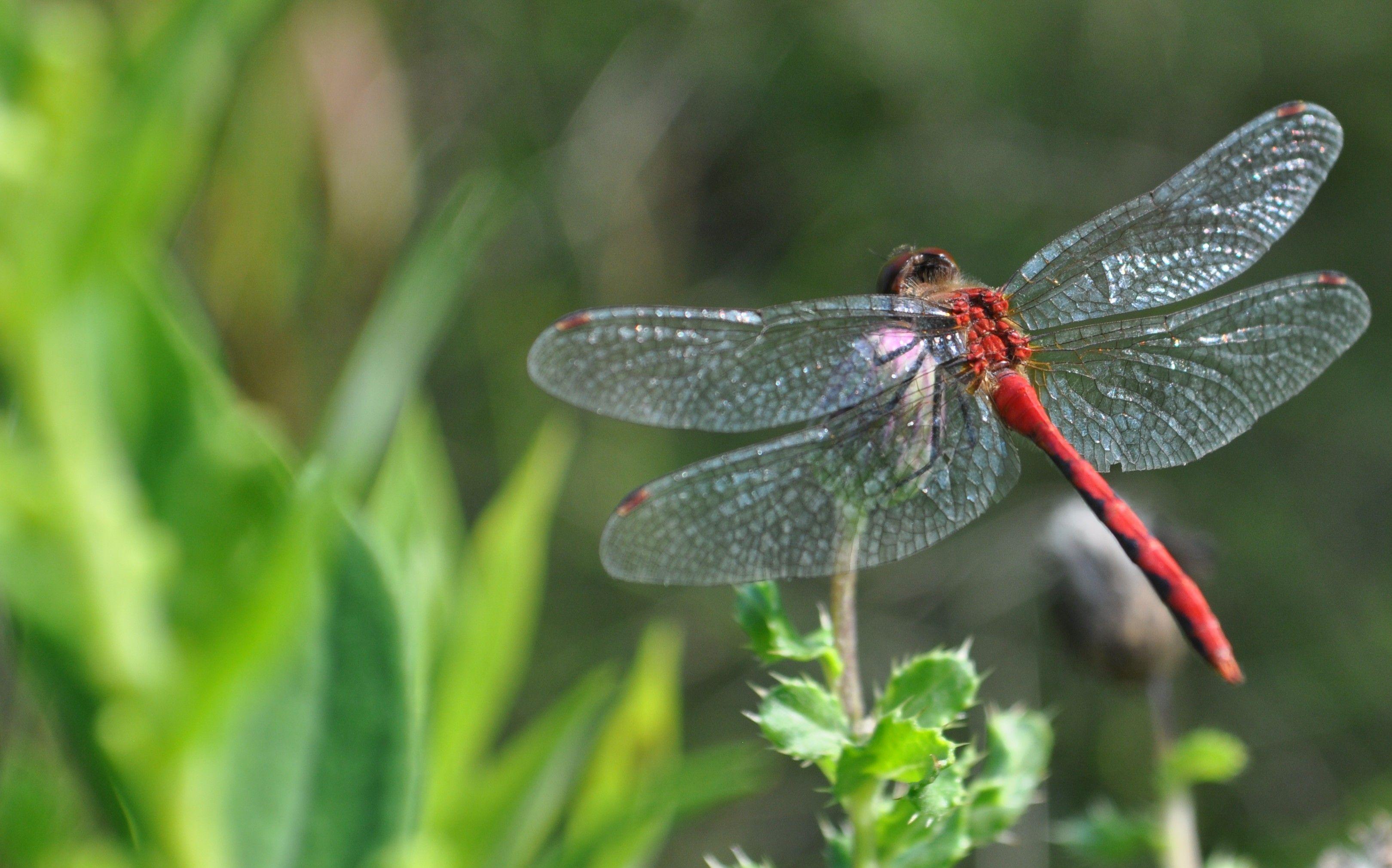3239x2020 Ultra HD Dragonfly Wallpaper #LBBZG6D