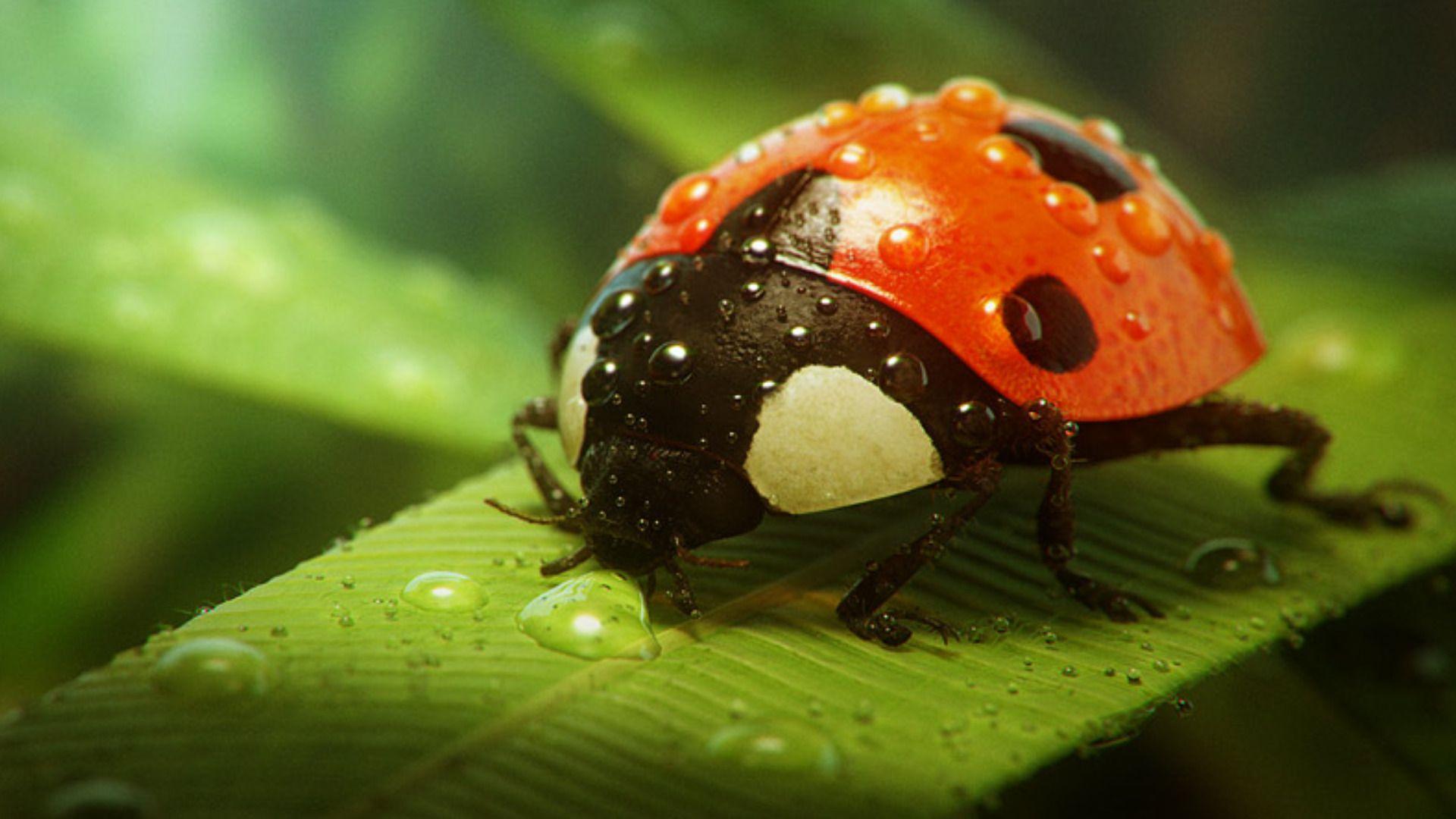 1920x1080 Lady Bug Wallpaper HD