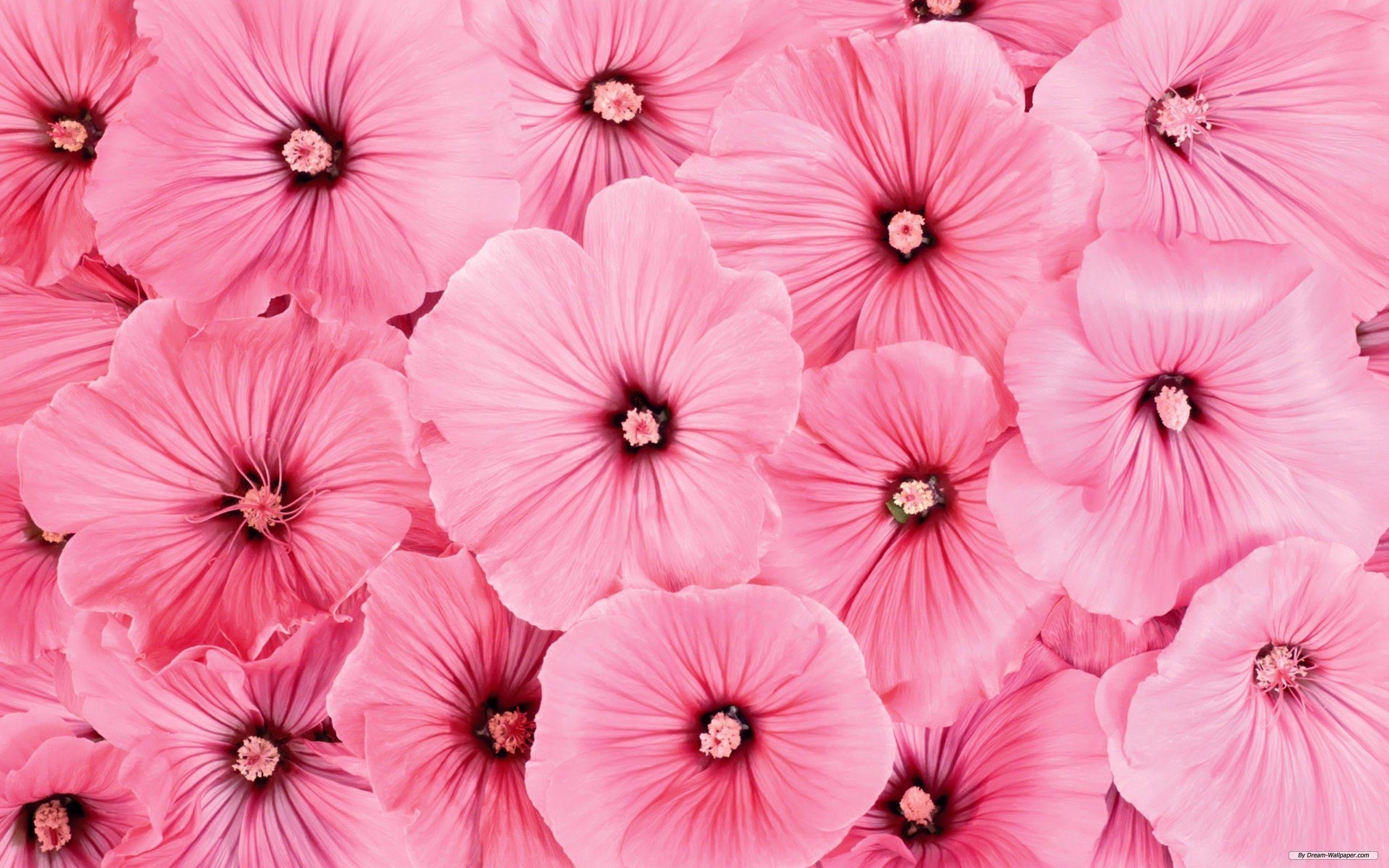 Cute Pink Flower Wallpapers Top Free Cute Pink Flower