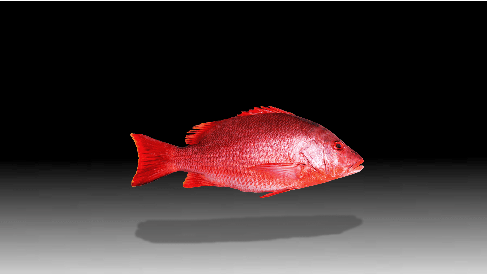 1920x1080 Red Snapper. Abandoned: Discovery