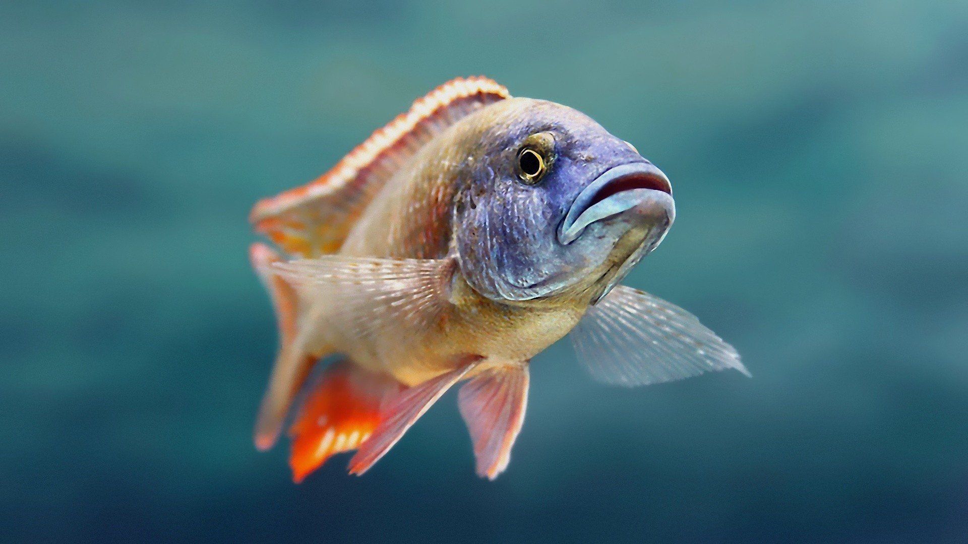 1920x1080 Download Animal Fish HD Wallpaper