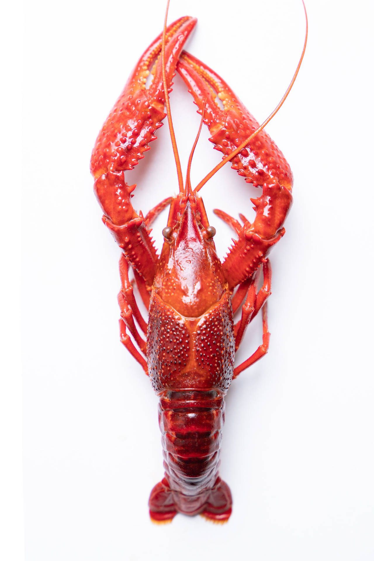 1280x1920 Red Crayfish Sea Lobster In White